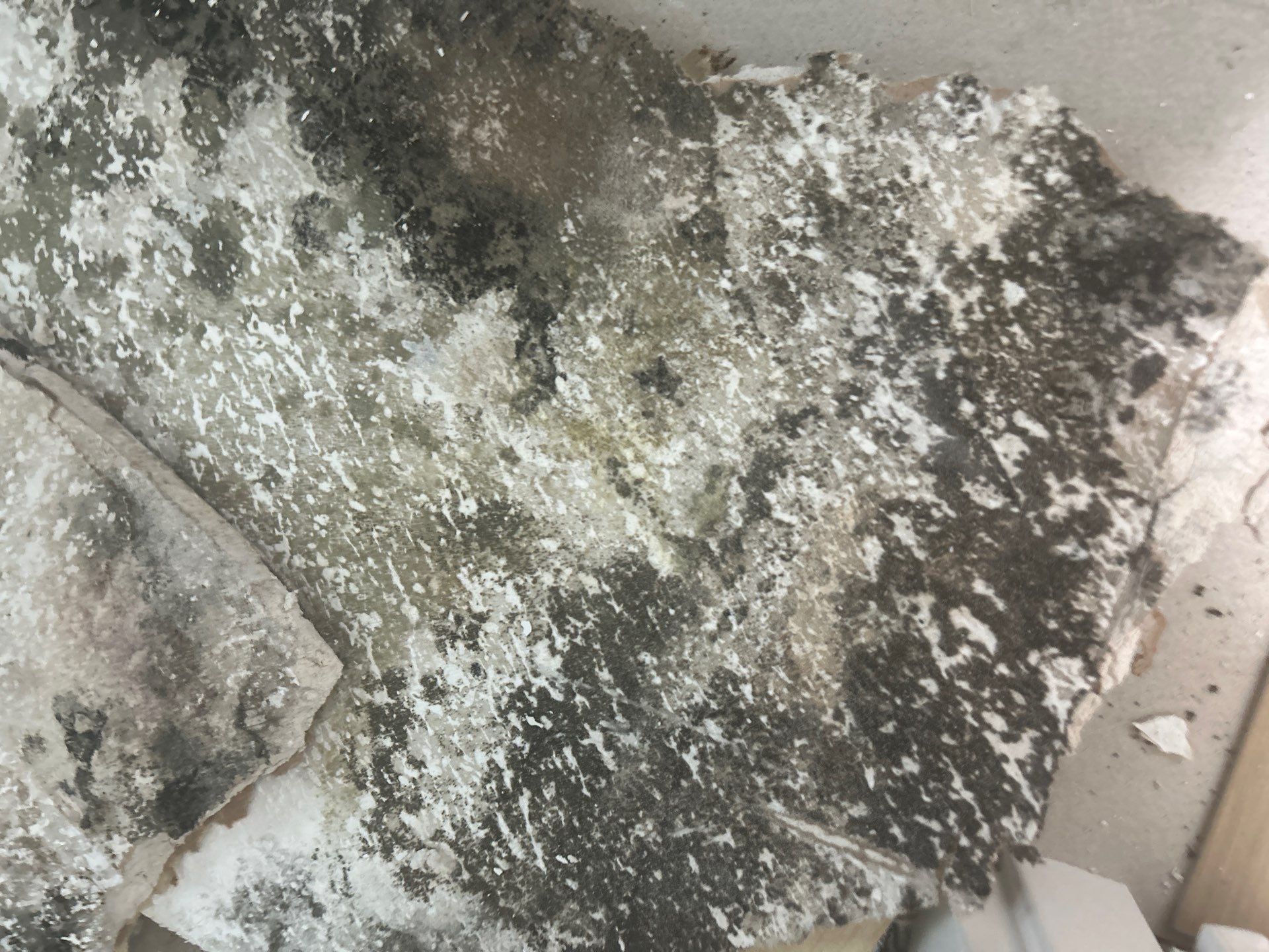 Water Damage Removal: Sarasota  by Ampm Restoration Services 