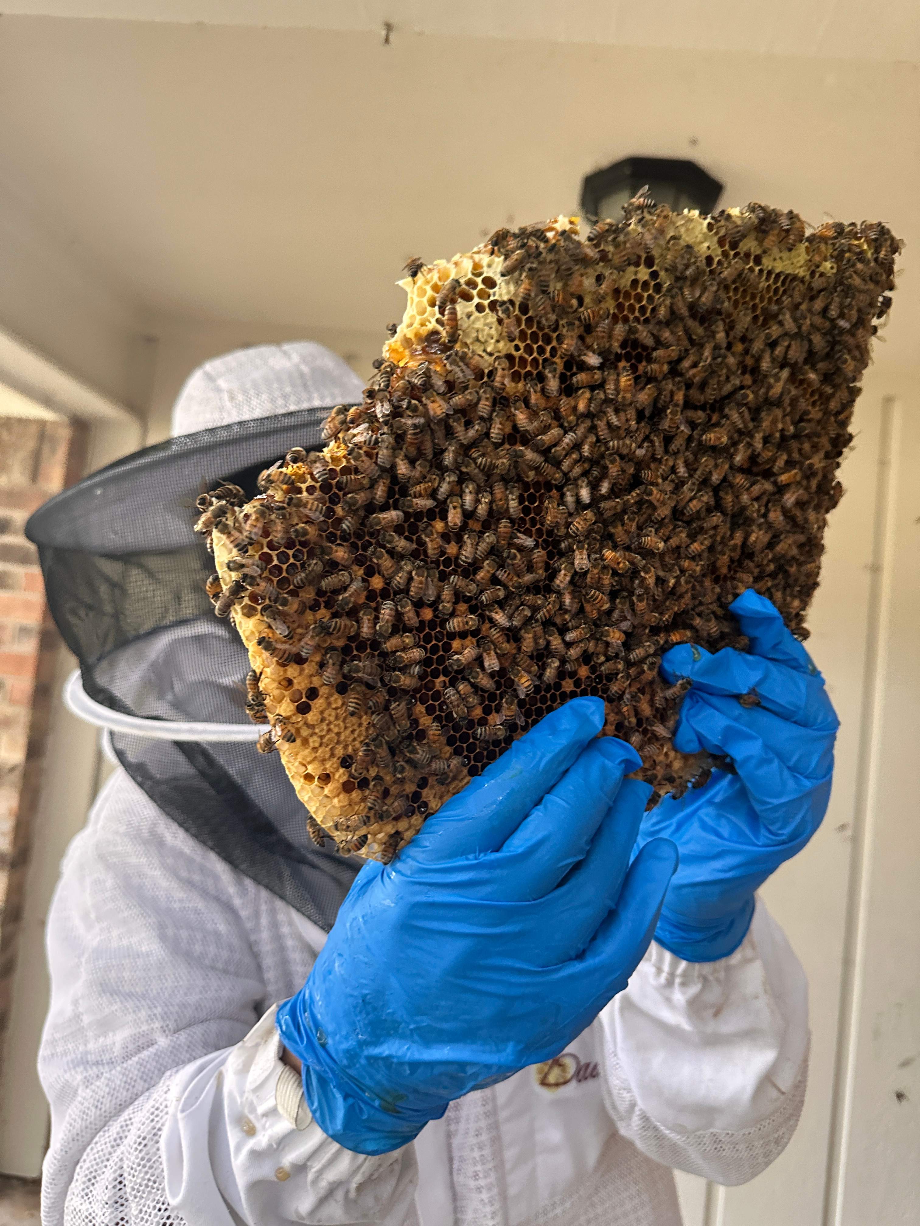 Yes, Professor. by Rockwall Honey Bee Company