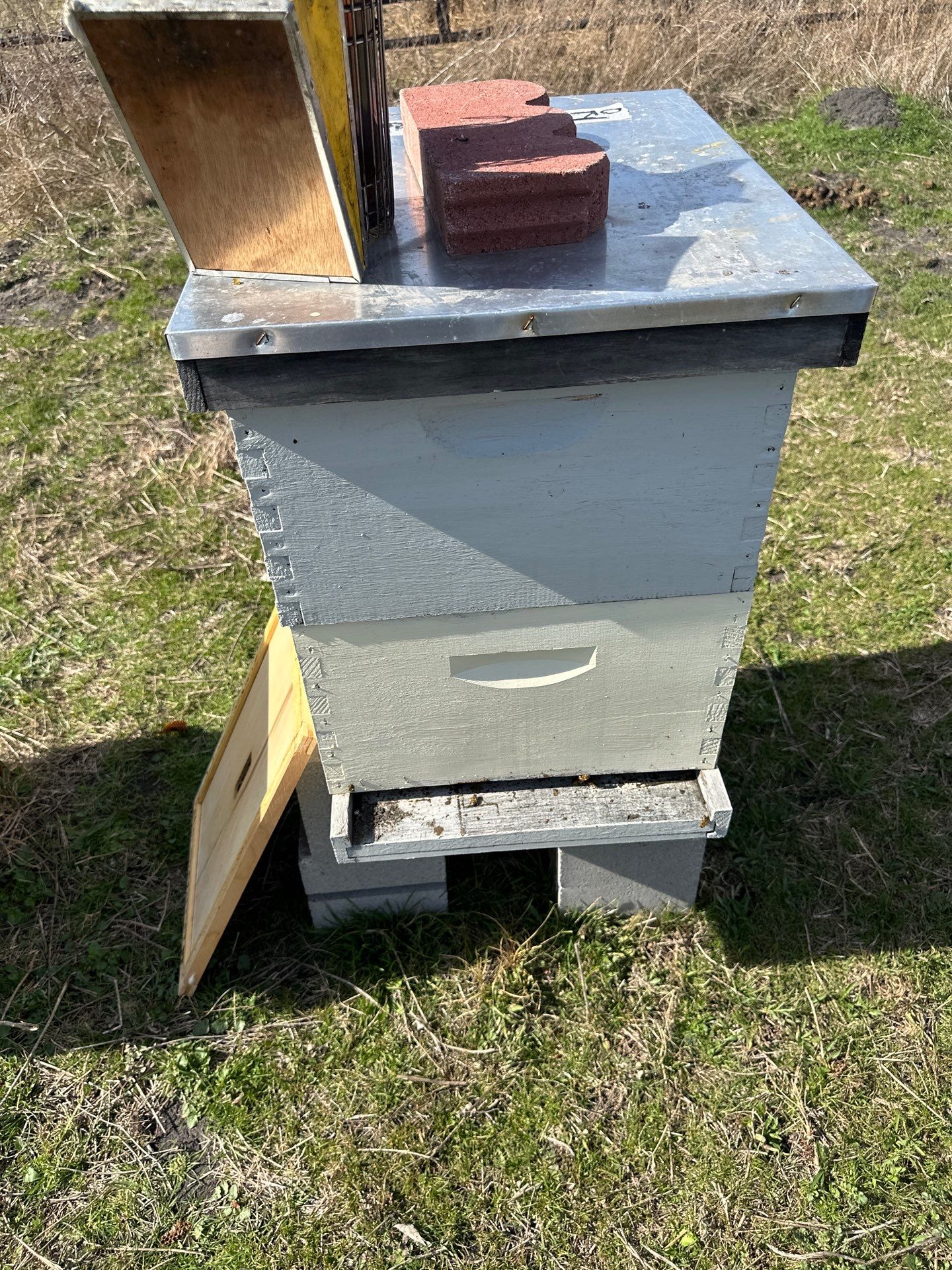 Bees for Ag. Exemption in Rockwall by Rockwall Honey Bee Company