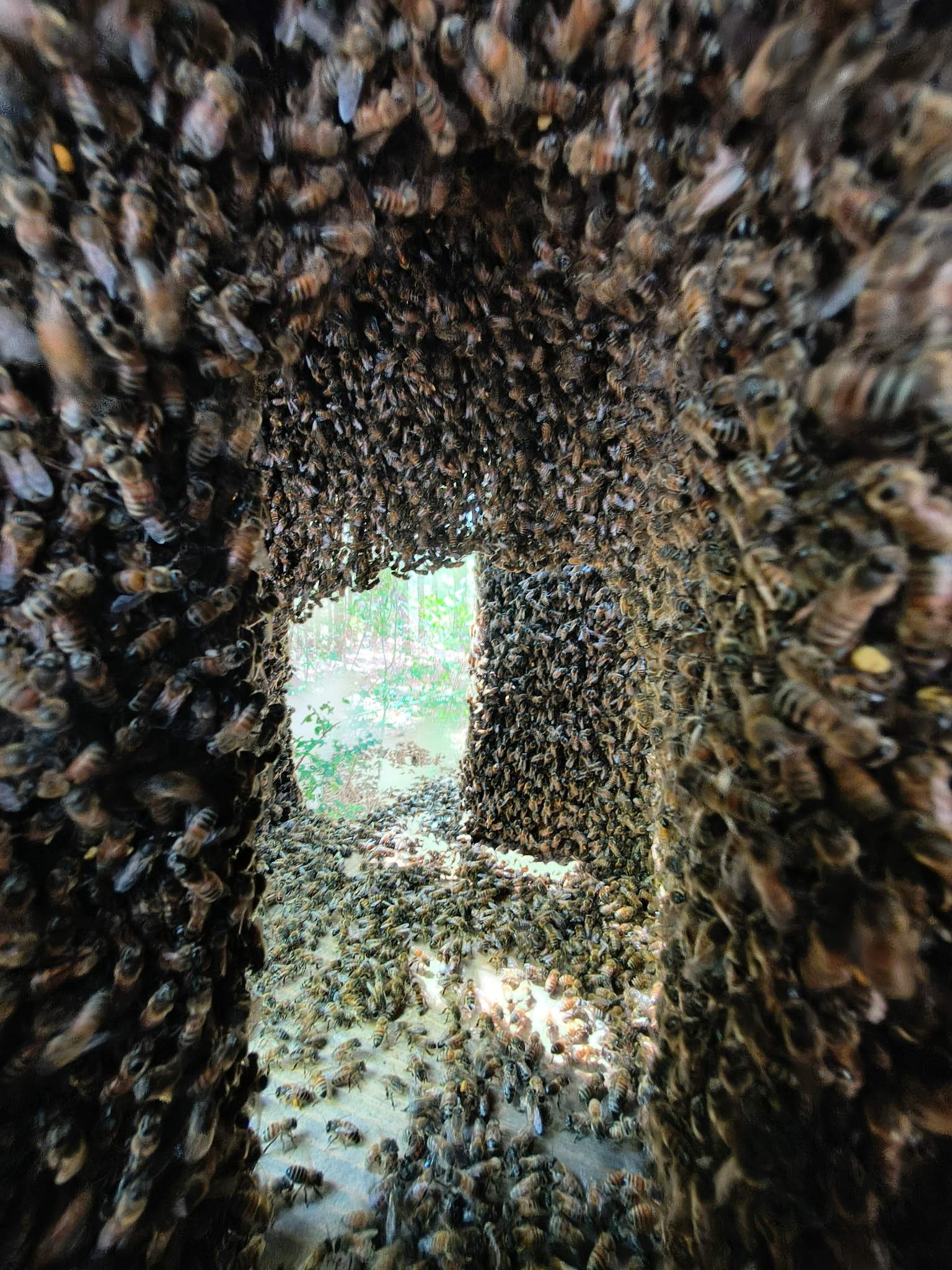 Tree Farm Apiary by Rockwall Honey Bee Company