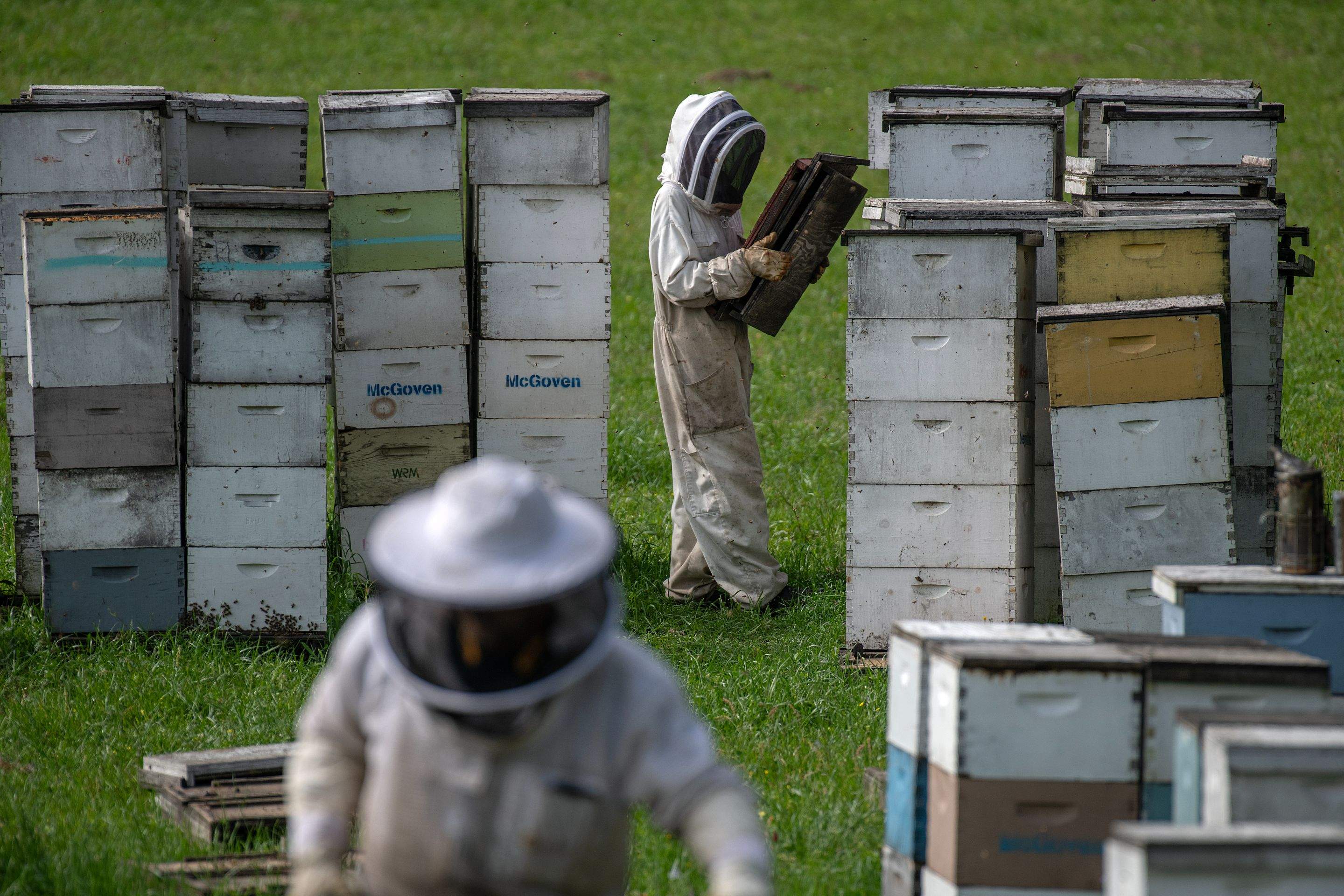 Splits in East Texas by Rockwall Honey Bee Company