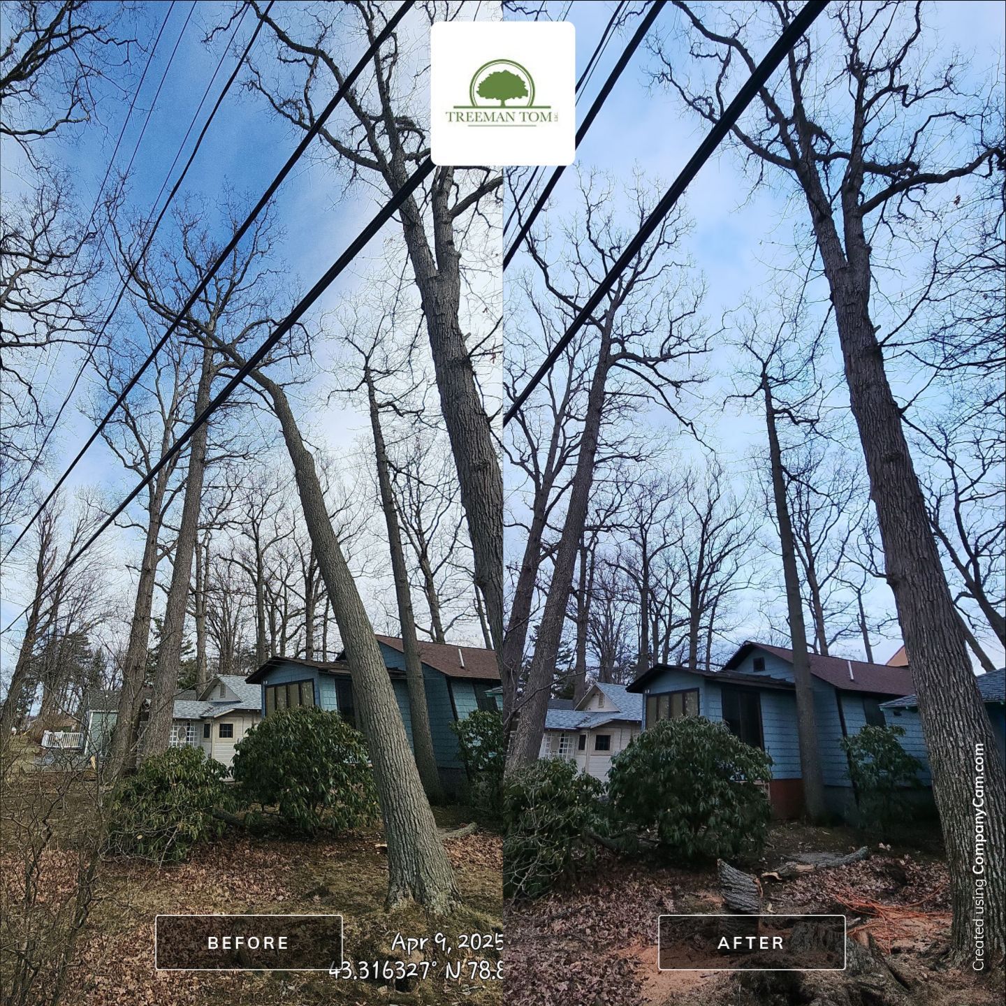 Emergency Job: Uprooted tree with root rot by Treeman Tom LLC