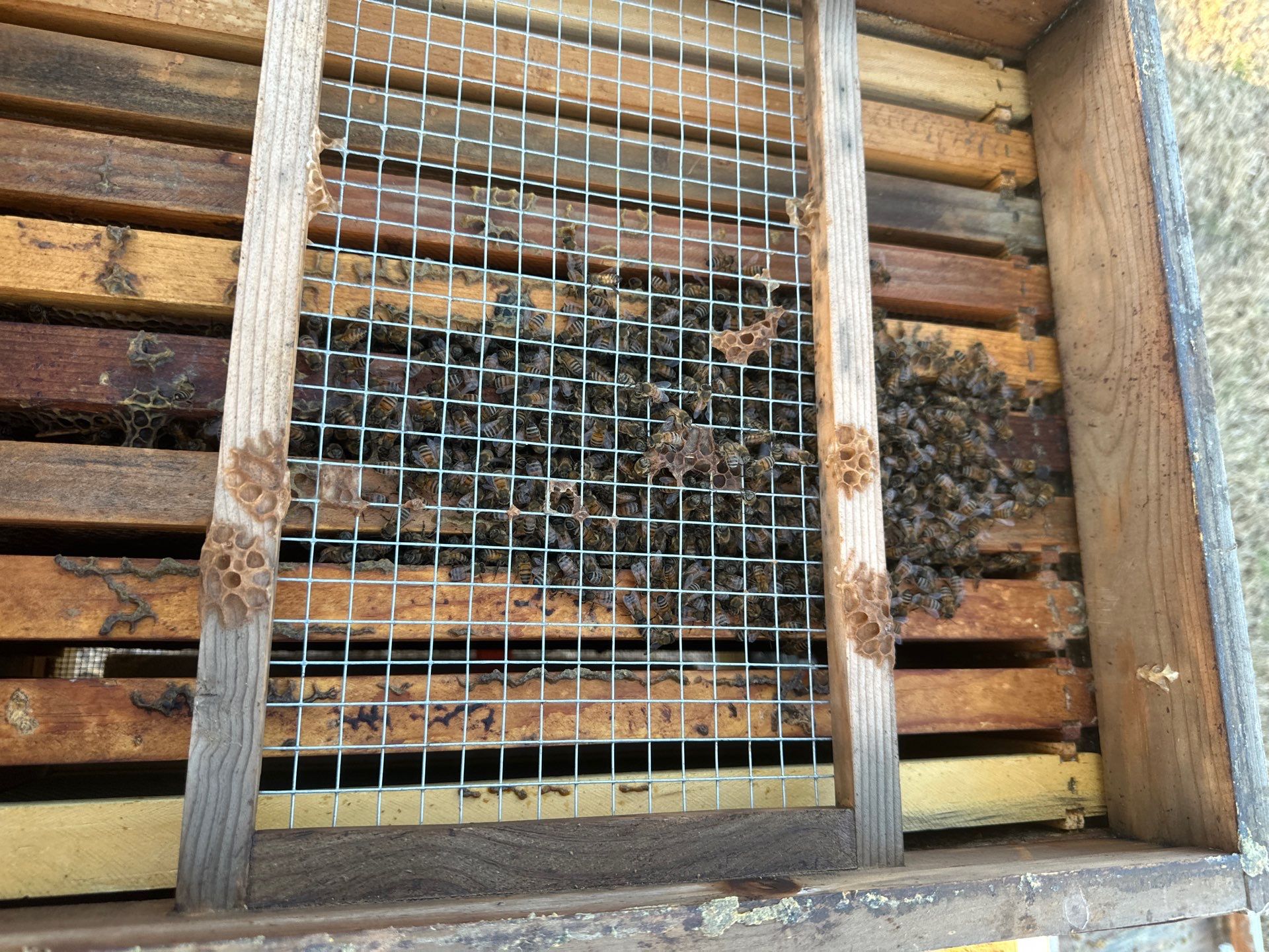 Double Family Property in Heath for Ag. Exemption by Rockwall Honey Bee Company