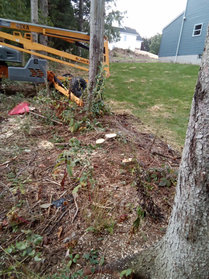 Tree Removal using Tree Removal by Mike Jones & Sons Tree Service LLC 