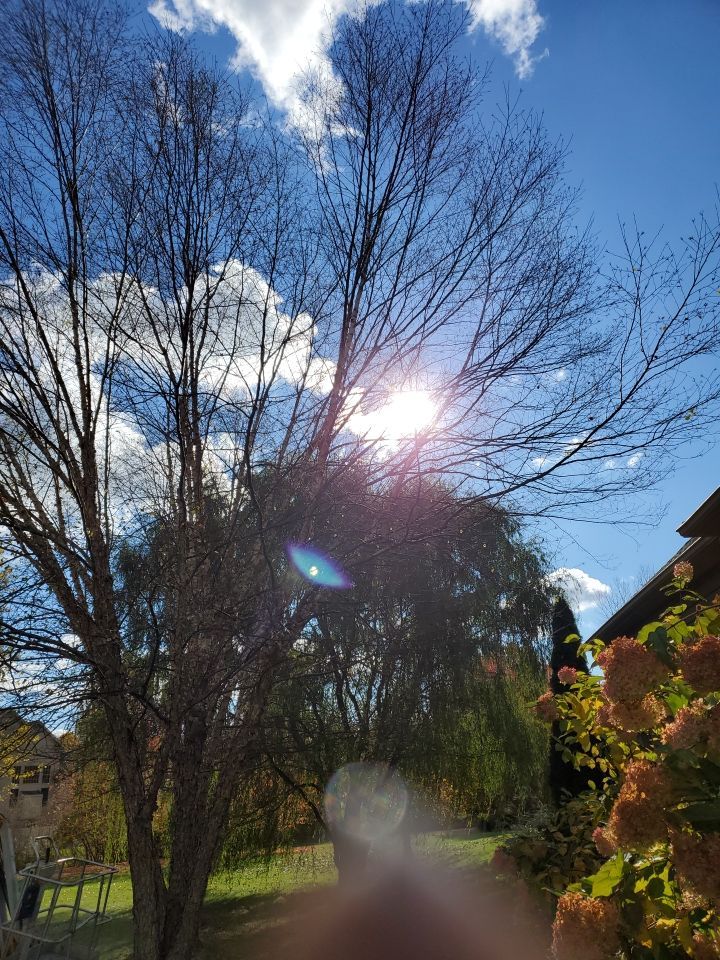 Tree Removal using Tree Removal by Mike Jones & Sons Tree Service LLC 