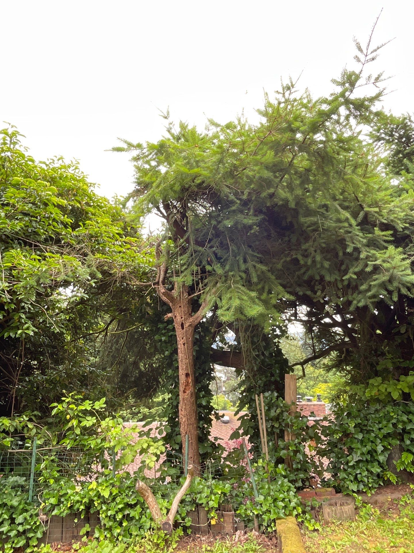 🌿Tree Inventory Showcase – Lake Forest Park, WA by Sound Tree Care LLC