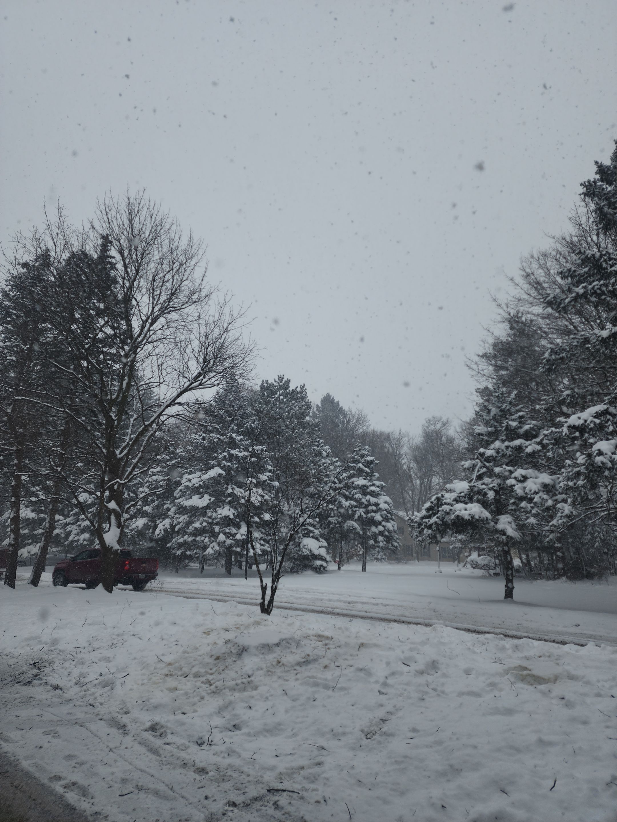 Tree Removal and Pruning by Treeman Tom LLC