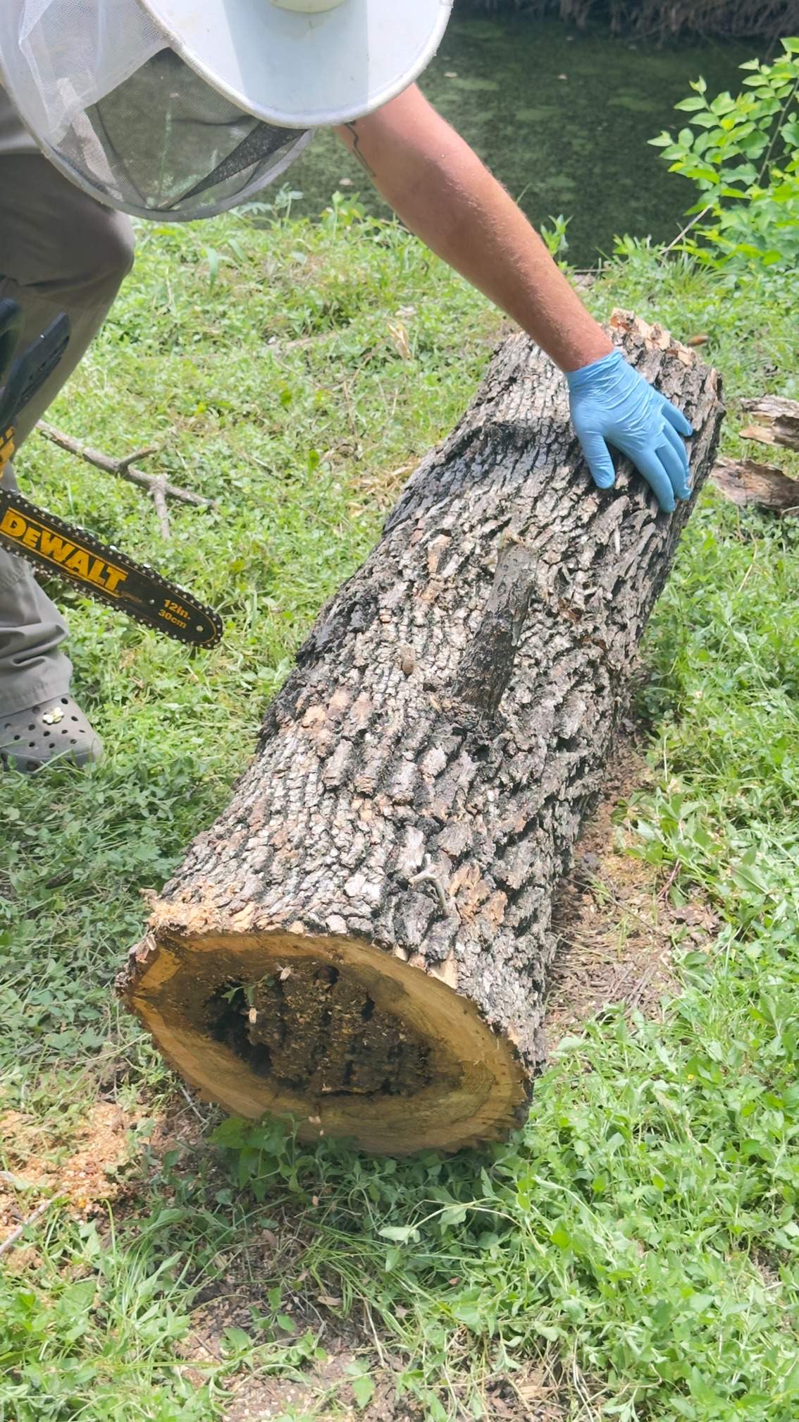 Two Trees One Yard by Rockwall Honey Bee Company