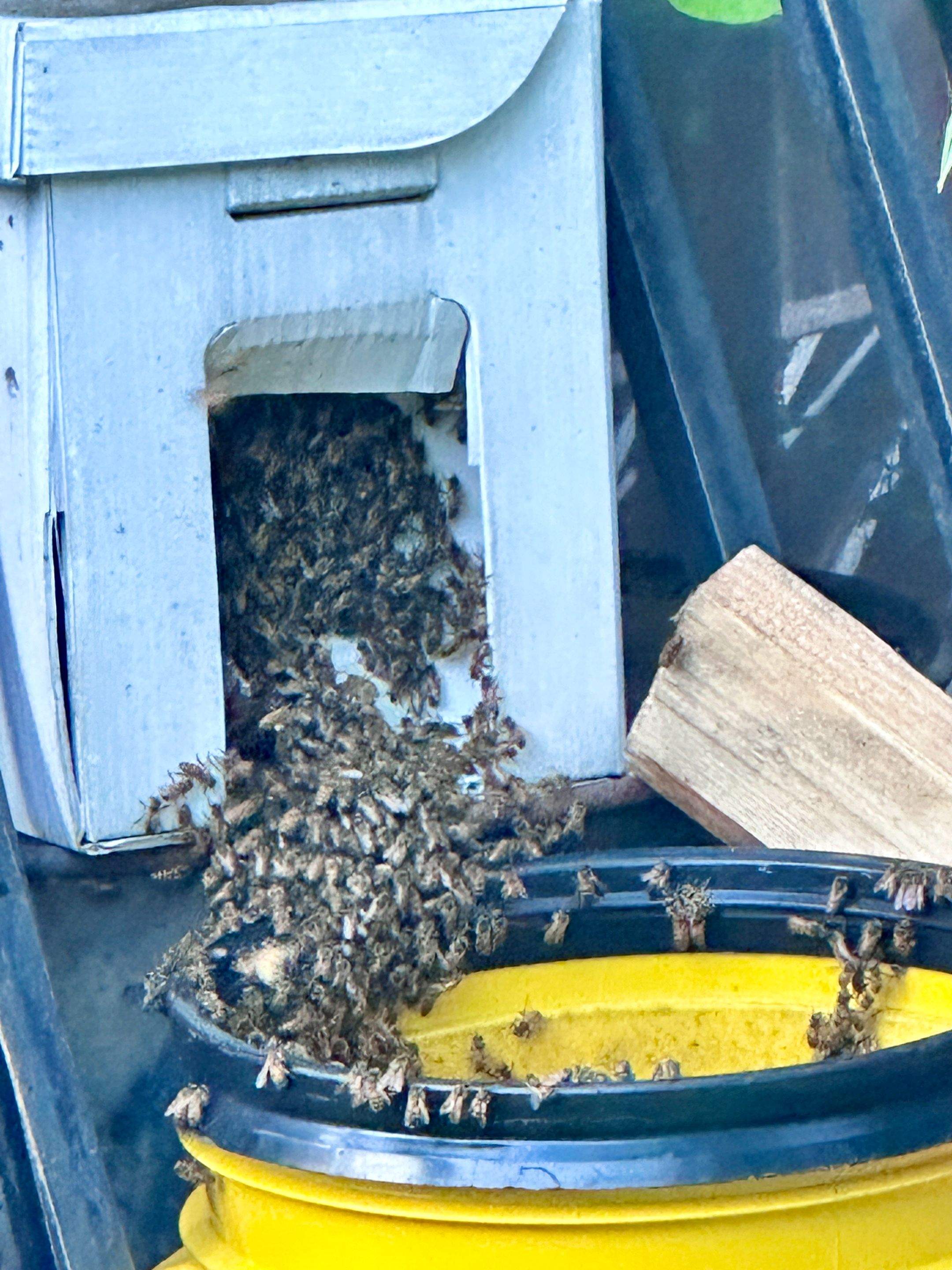 Shared Space by Rockwall Honey Bee Company