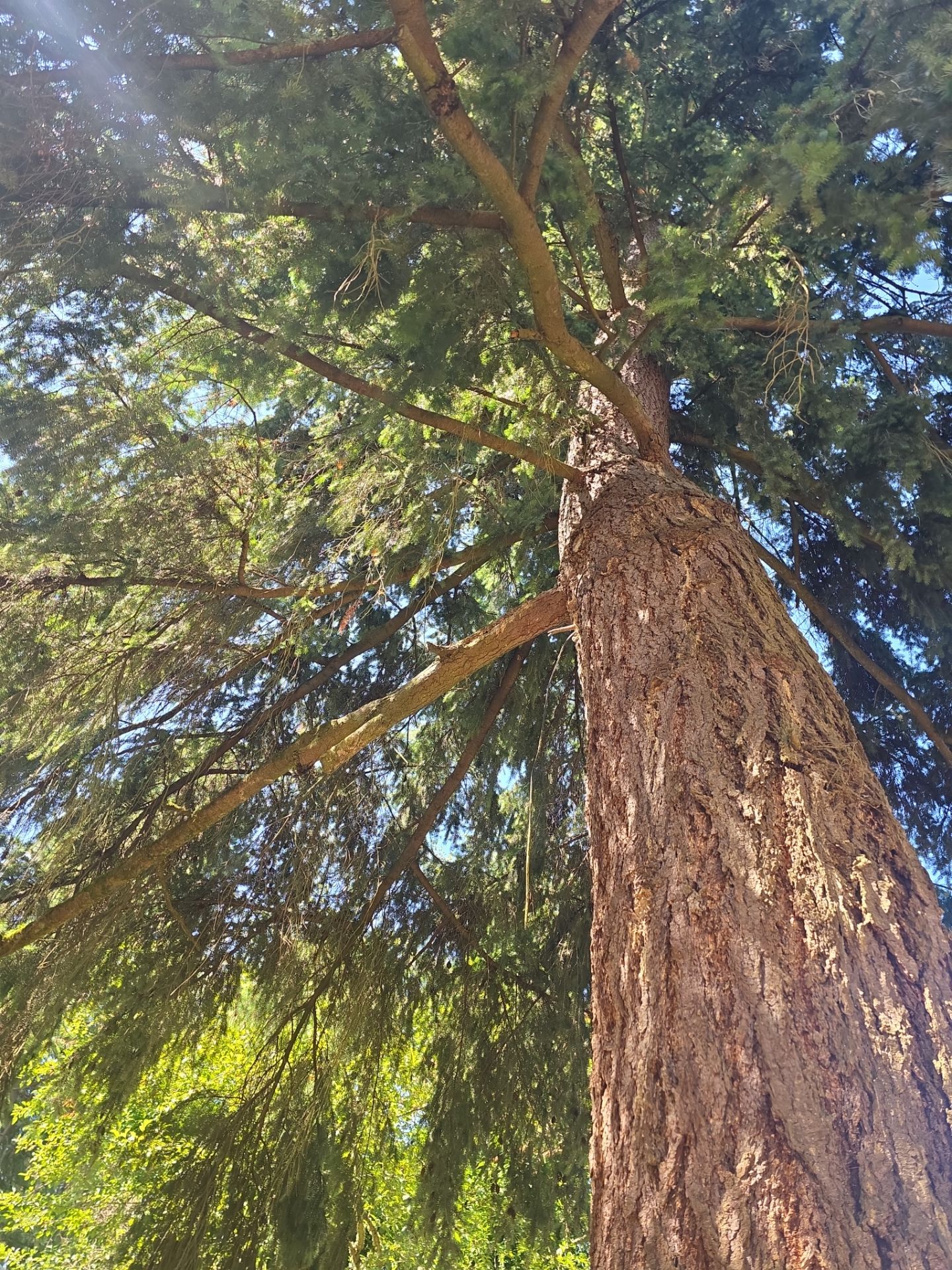 Burien Apple Tree Removal, Stump Grinding & Fir Branch Pruning by Sound Tree Care LLC
