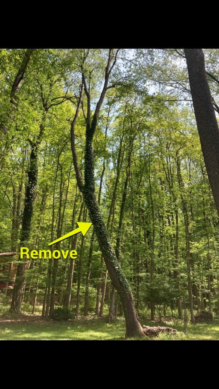 Tree Removal using Tree Removal by Mike Jones & Sons Tree Service LLC 