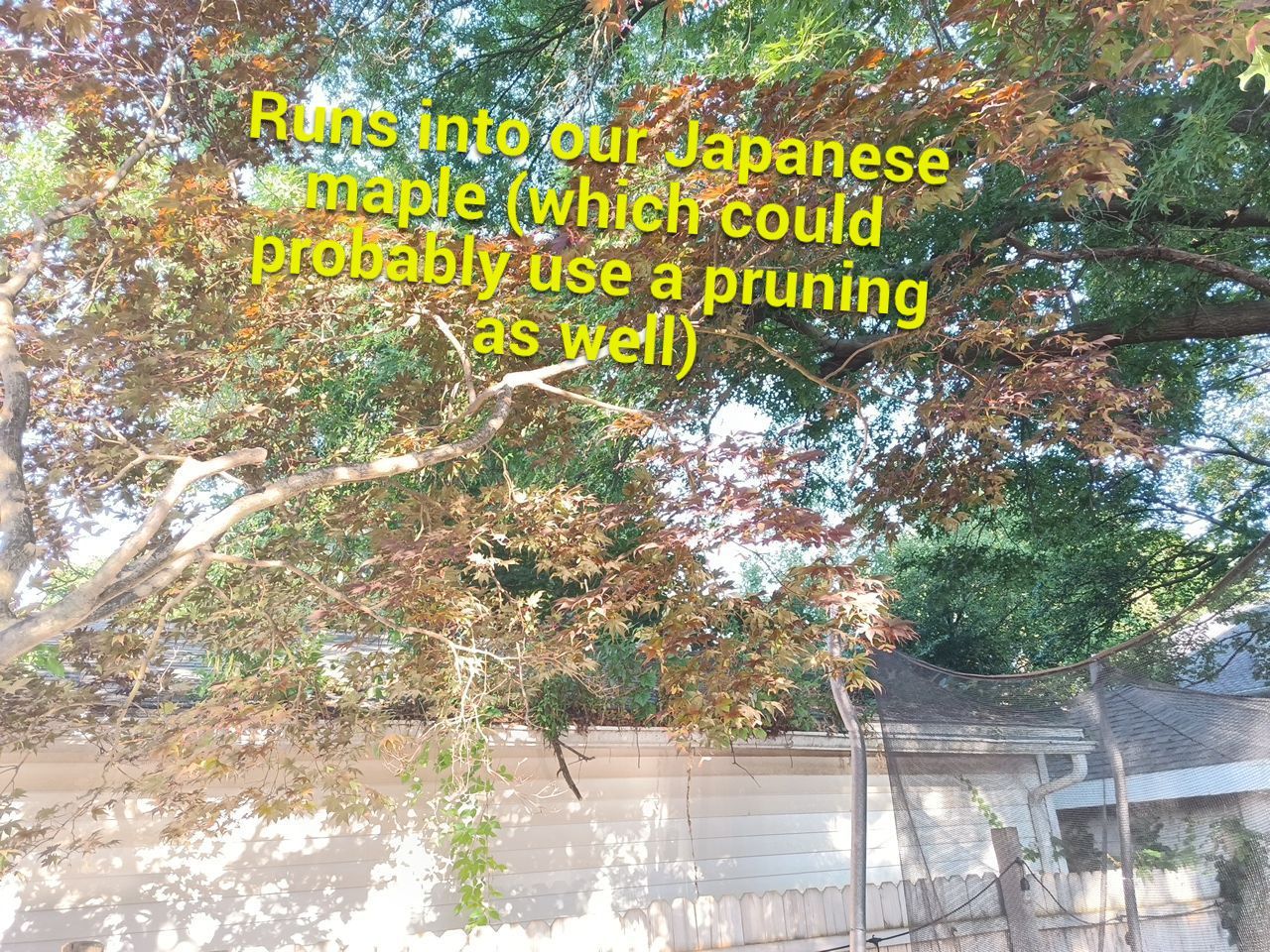 Tree Trimming using Tree Pruing by Mike Jones & Sons Tree Service LLC 