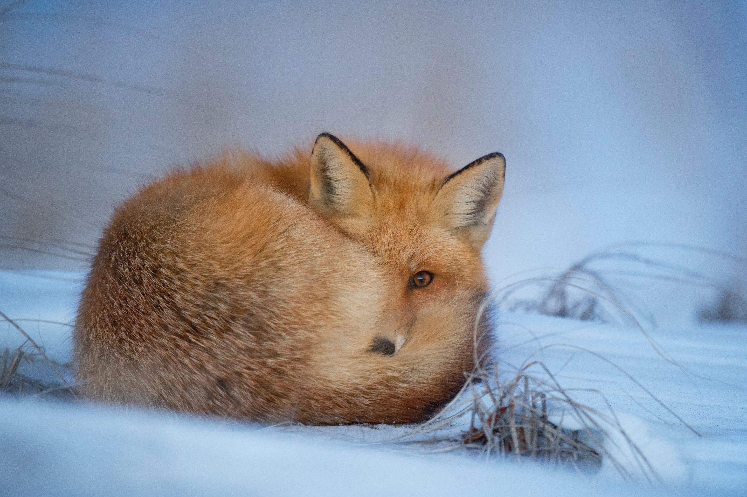 Animals using Ruby by CompanyCam