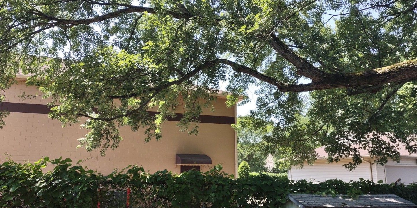 Tree Trimming using Tree Pruing by Mike Jones & Sons Tree Service LLC 