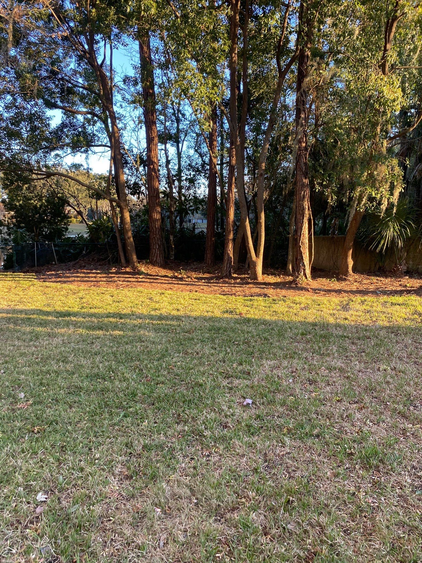 Deerwood Resident | Tree Removal & Clean-Up by ProGreen Services
