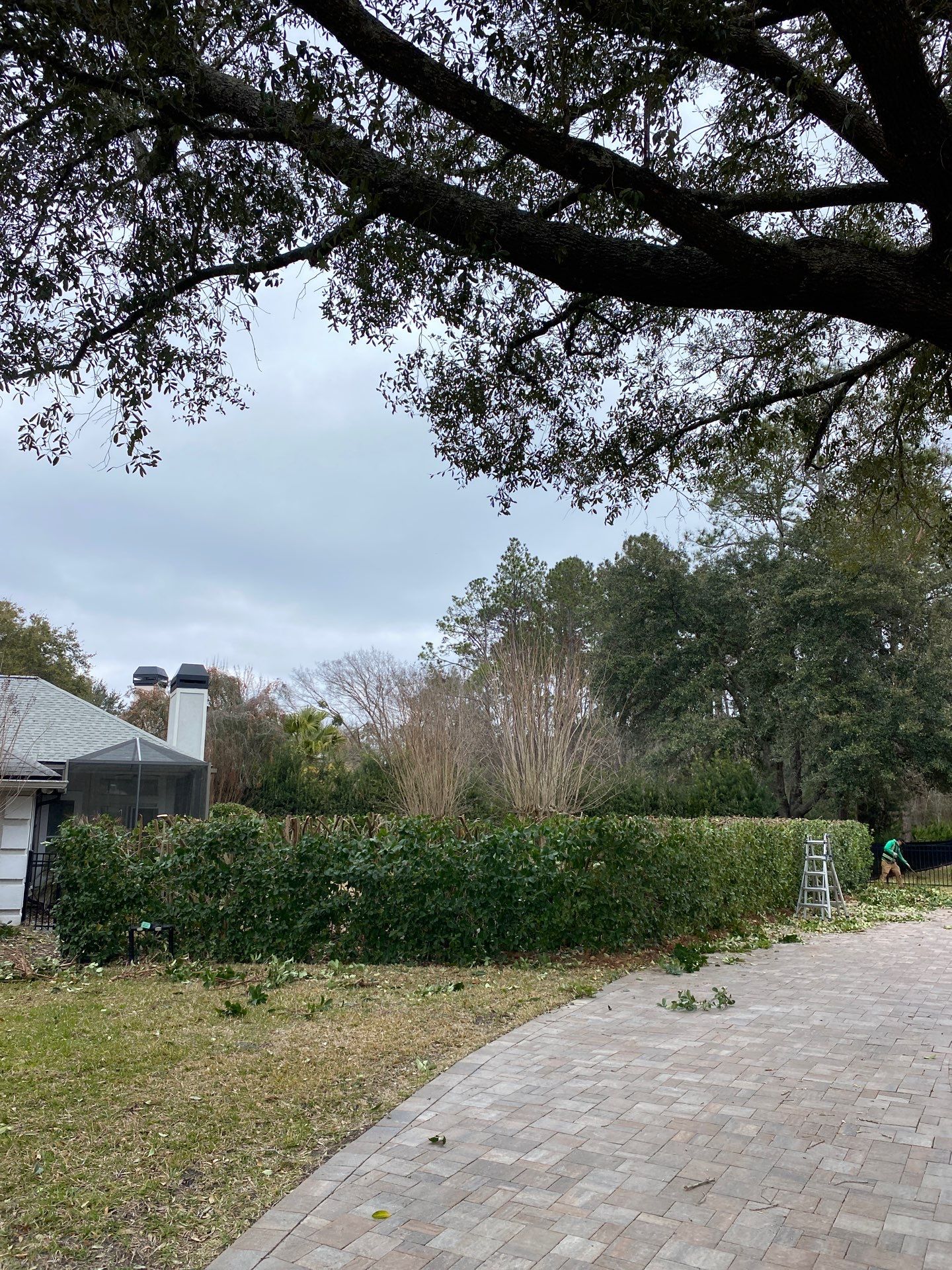 Residential | Hedge Trimming by ProGreen Services