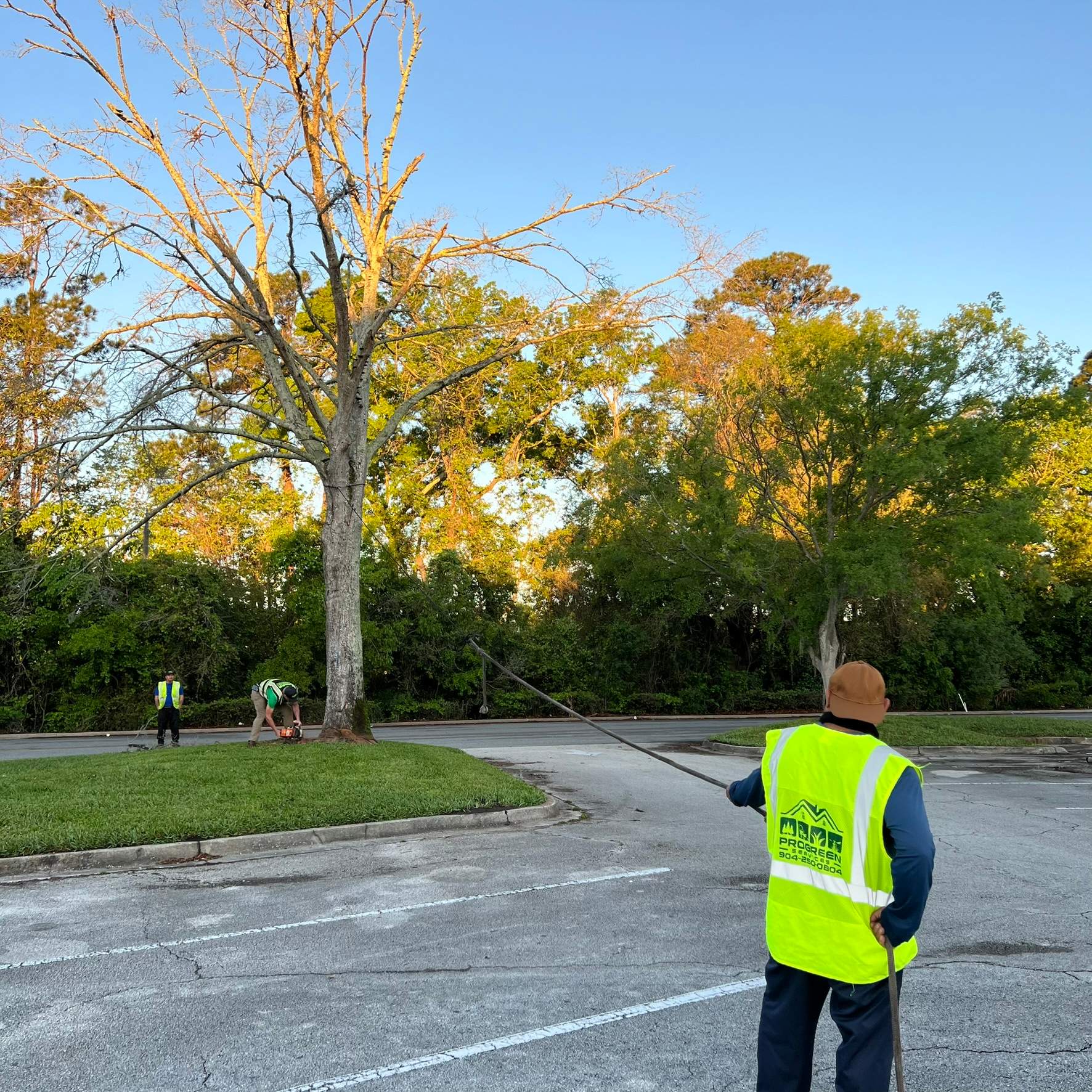 Tree Work | The Avenues Mall by ProGreen Services