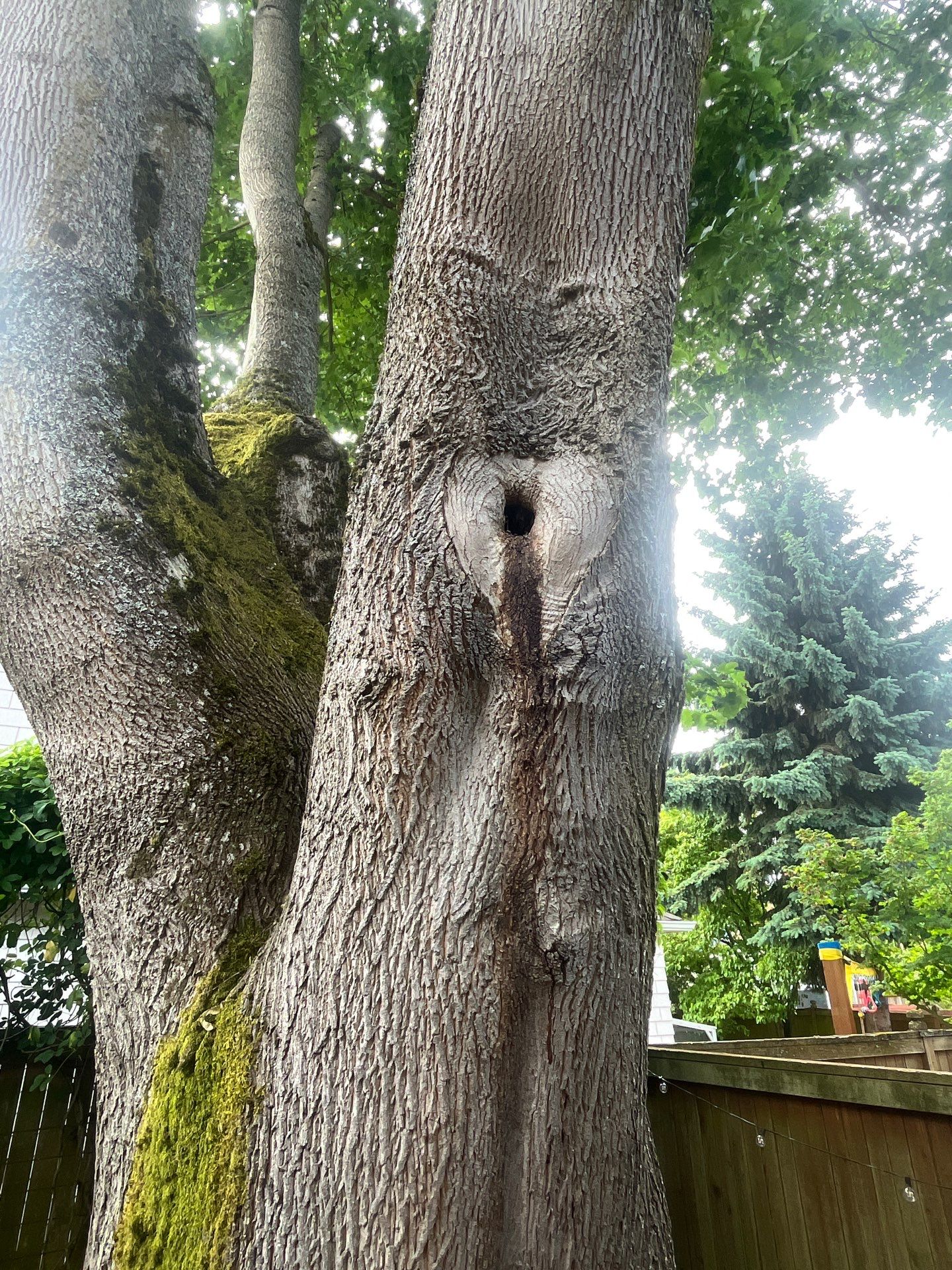 Seattle Tree Cabling and Structural Support System Installation by Sound Tree Care LLC