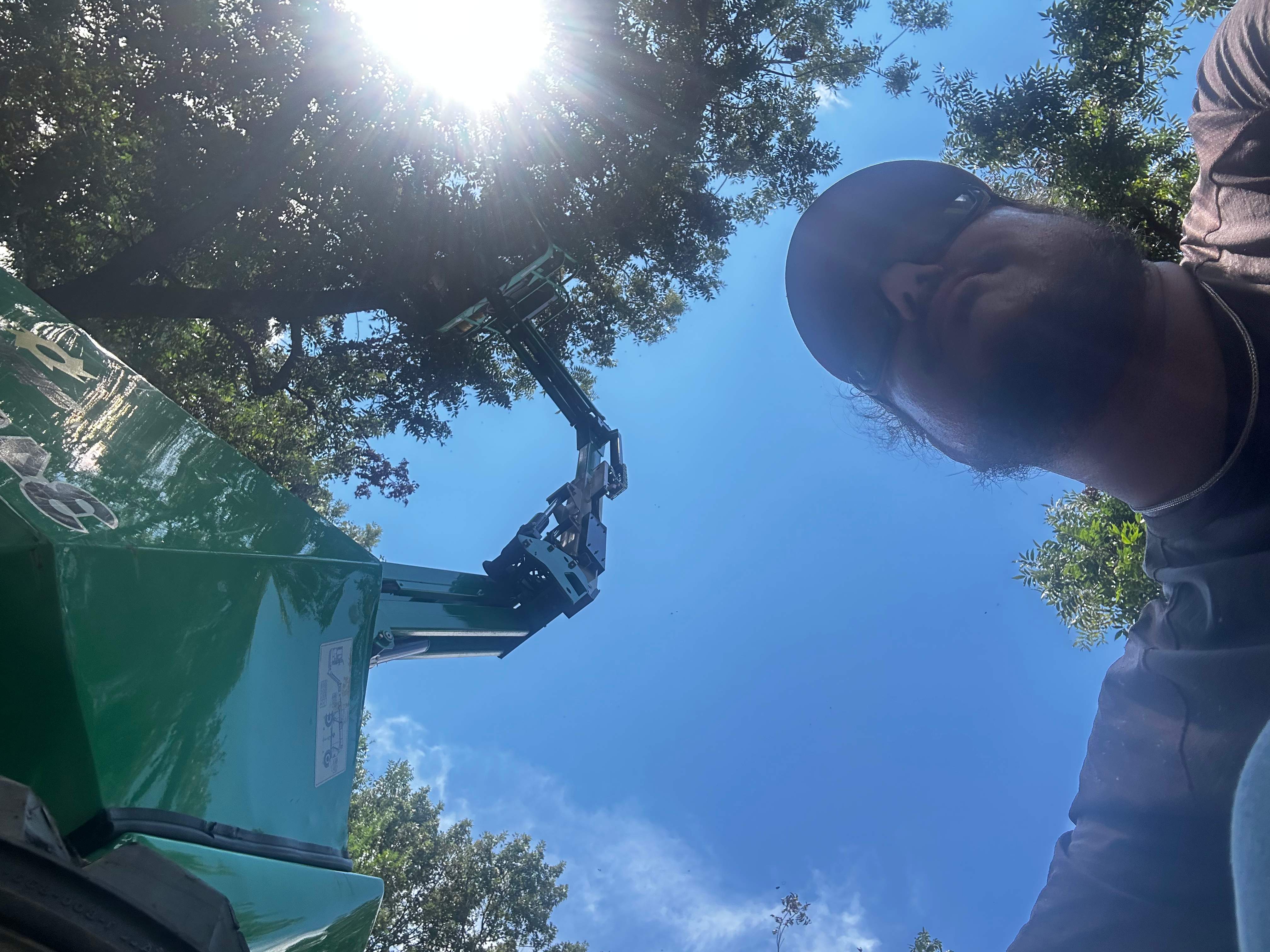 Open-Air Massive Colony by Rockwall Honey Bee Company