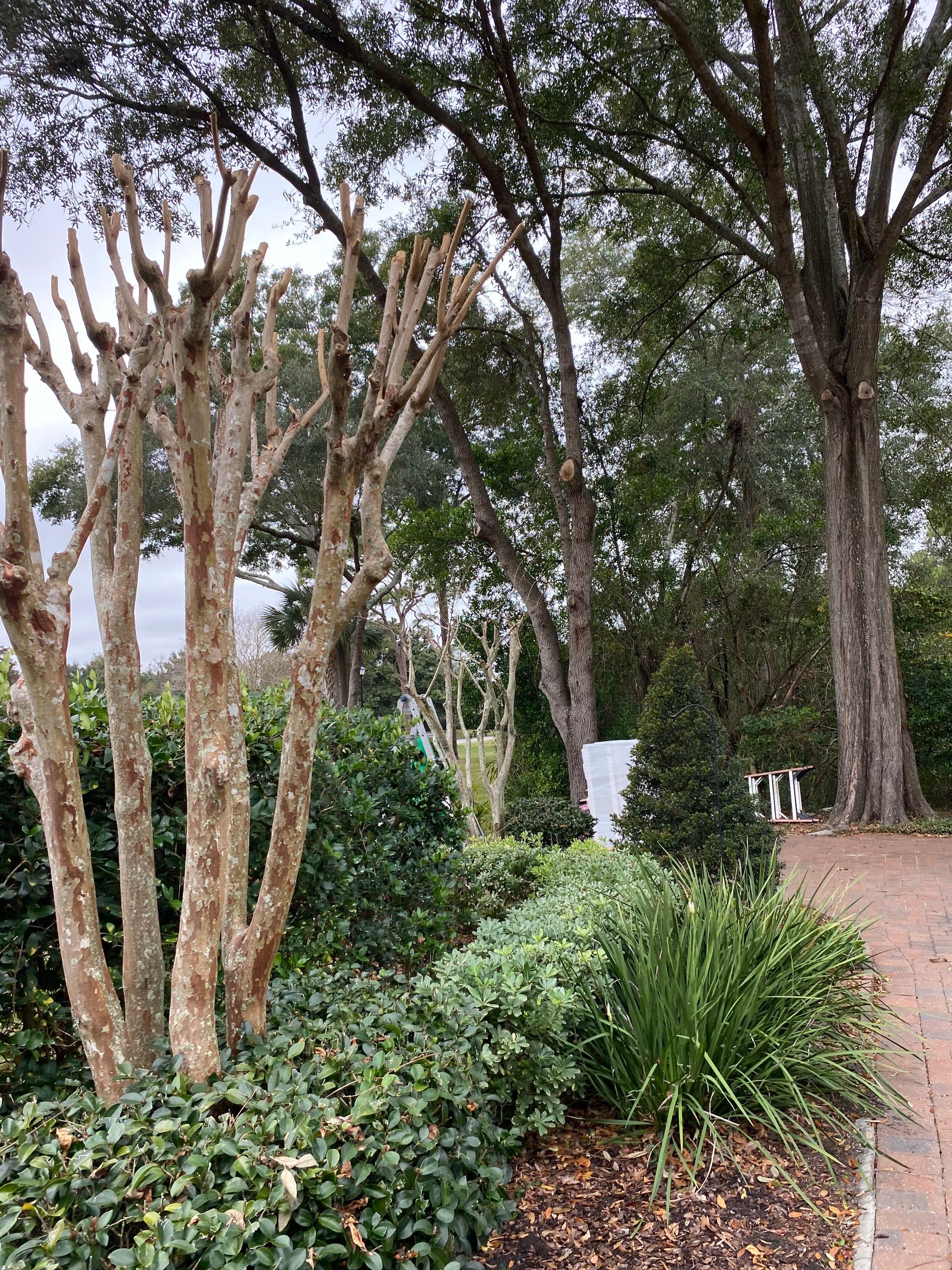 Deerwood Residence | Tree Trimming by ProGreen Services