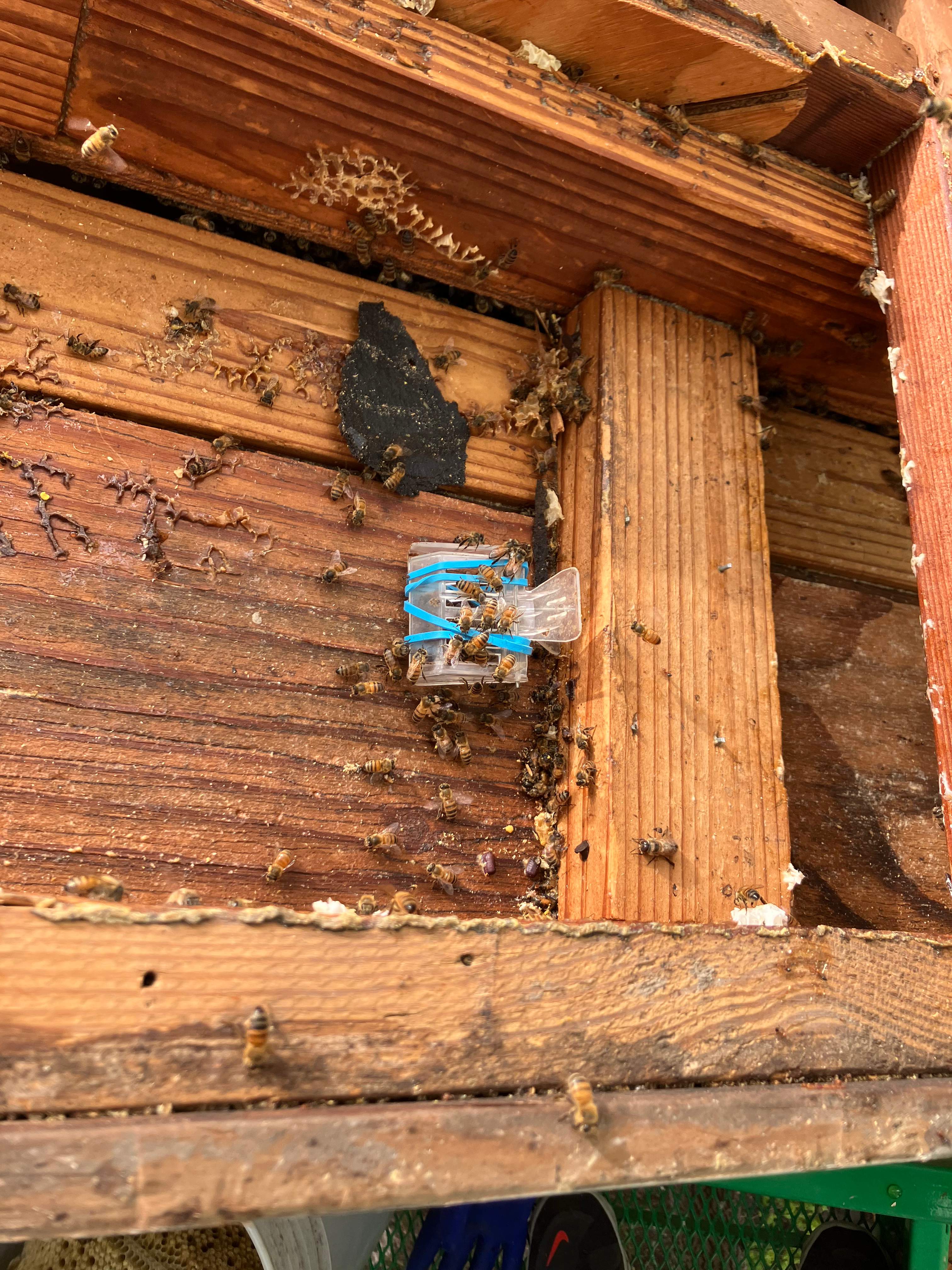 Commercial Roof by Rockwall Honey Bee Company