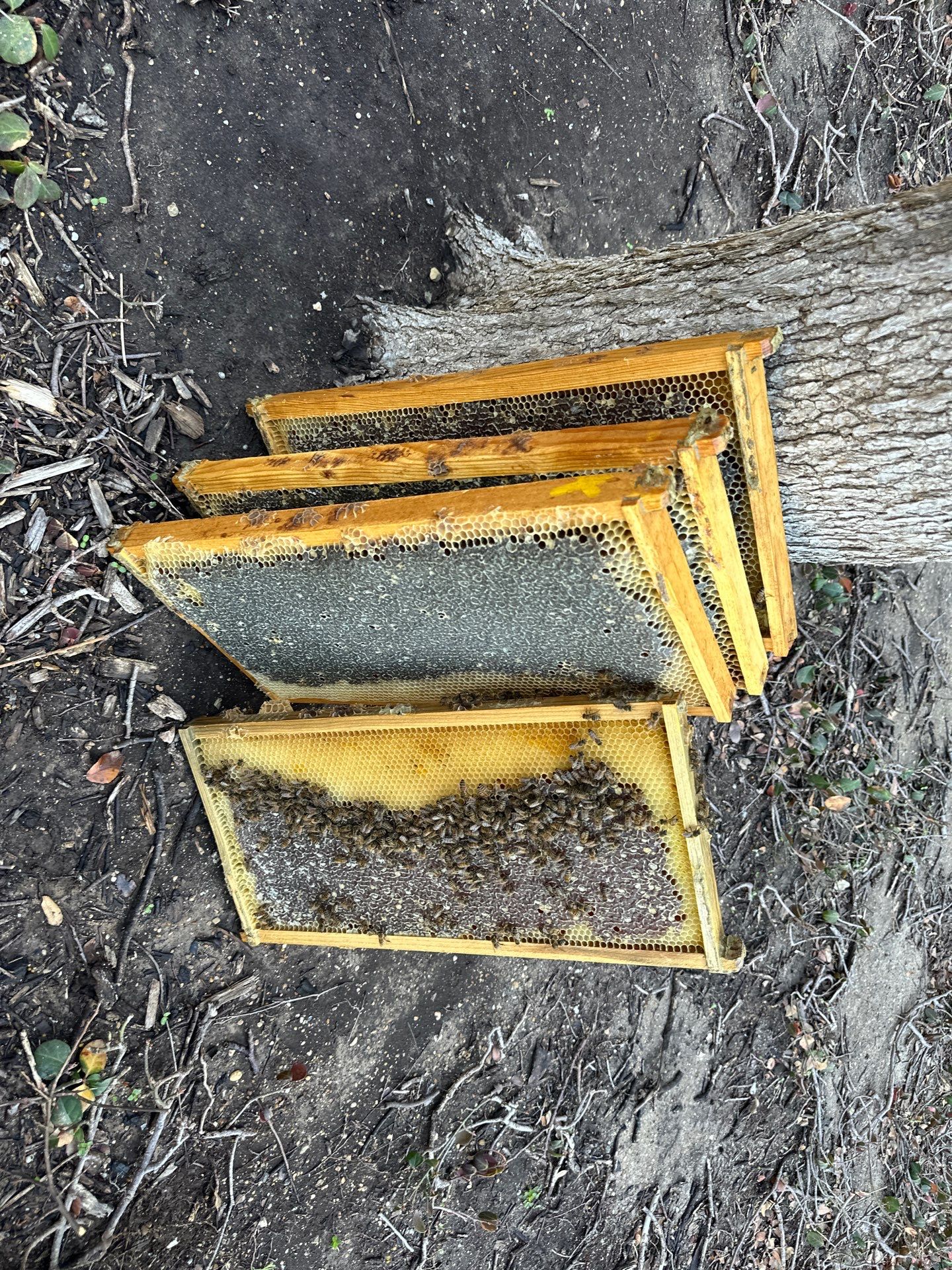 Urban Bees by the Tollway in North Dallas by Rockwall Honey Bee Company