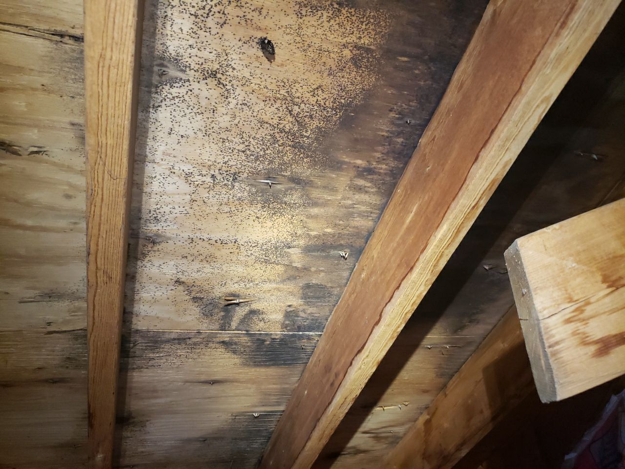 Attic Mold Remediation by Chicagoland Water Medics
