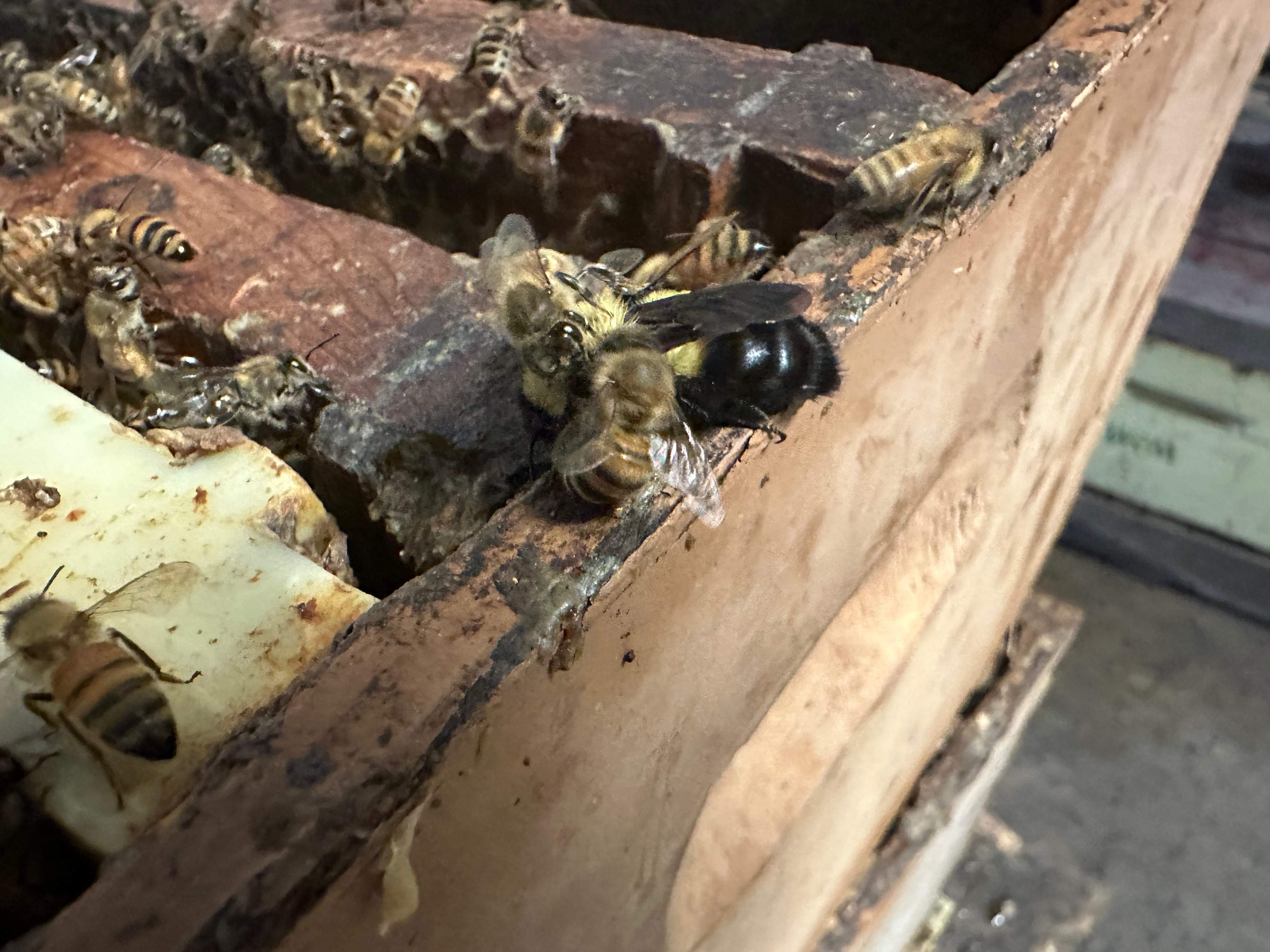 BeeGirl's Honey House in the Midwest by Rockwall Honey Bee Company