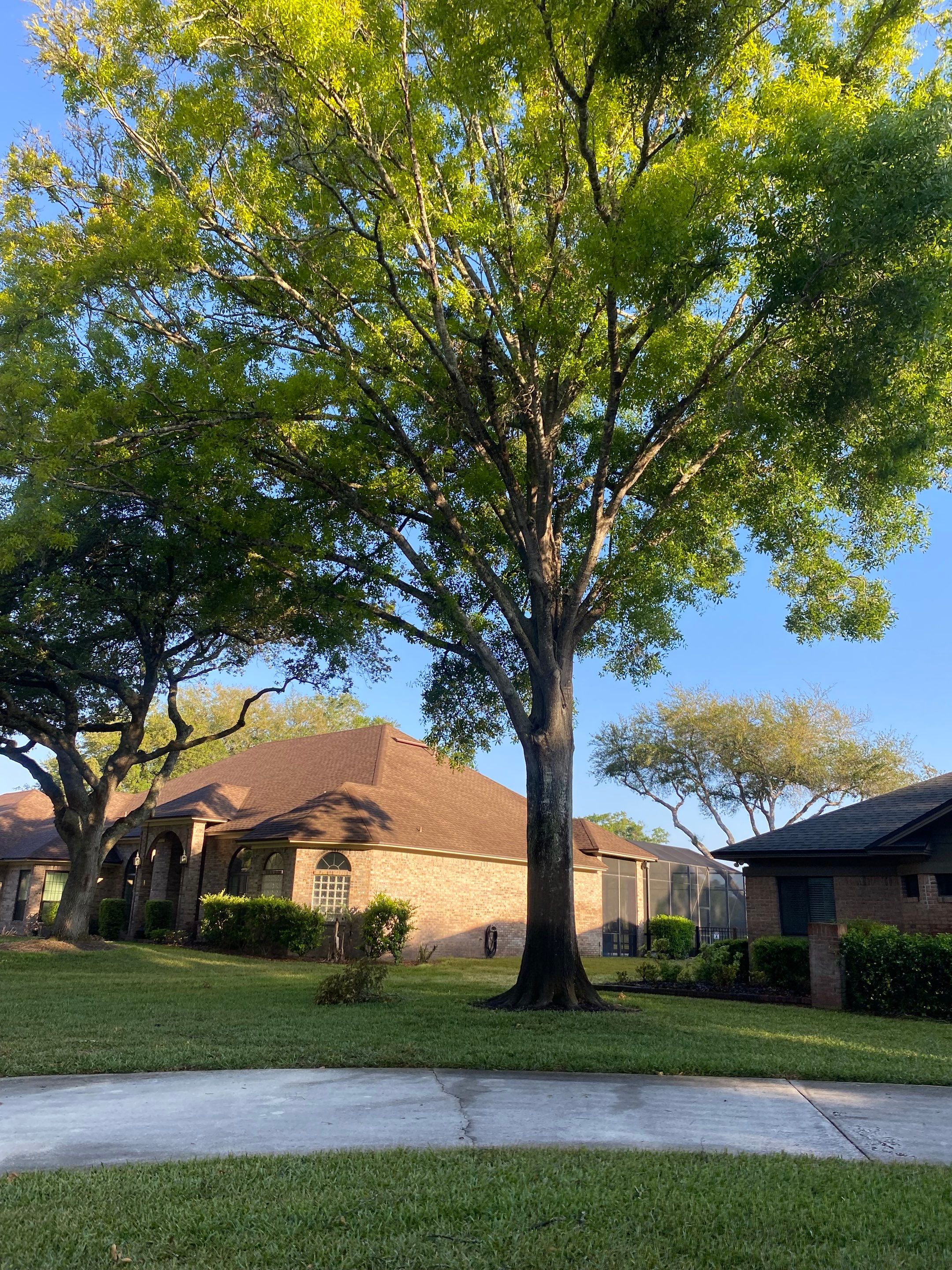 Deerwood Resident | Tree Trimming and Sod Installation) by ProGreen Services