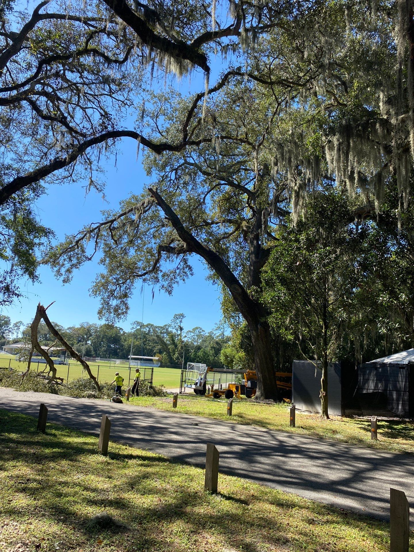 Episcopal | Large Tree Removal by ProGreen Services