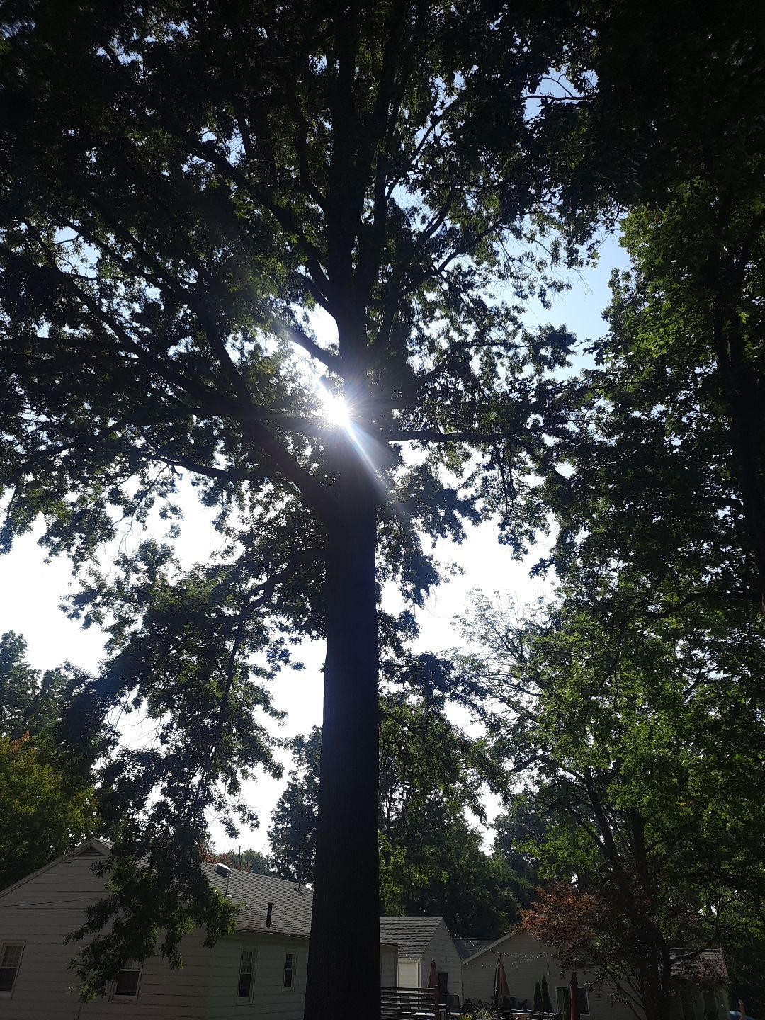 Tree Trimming using Tree Pruing by Mike Jones & Sons Tree Service LLC 