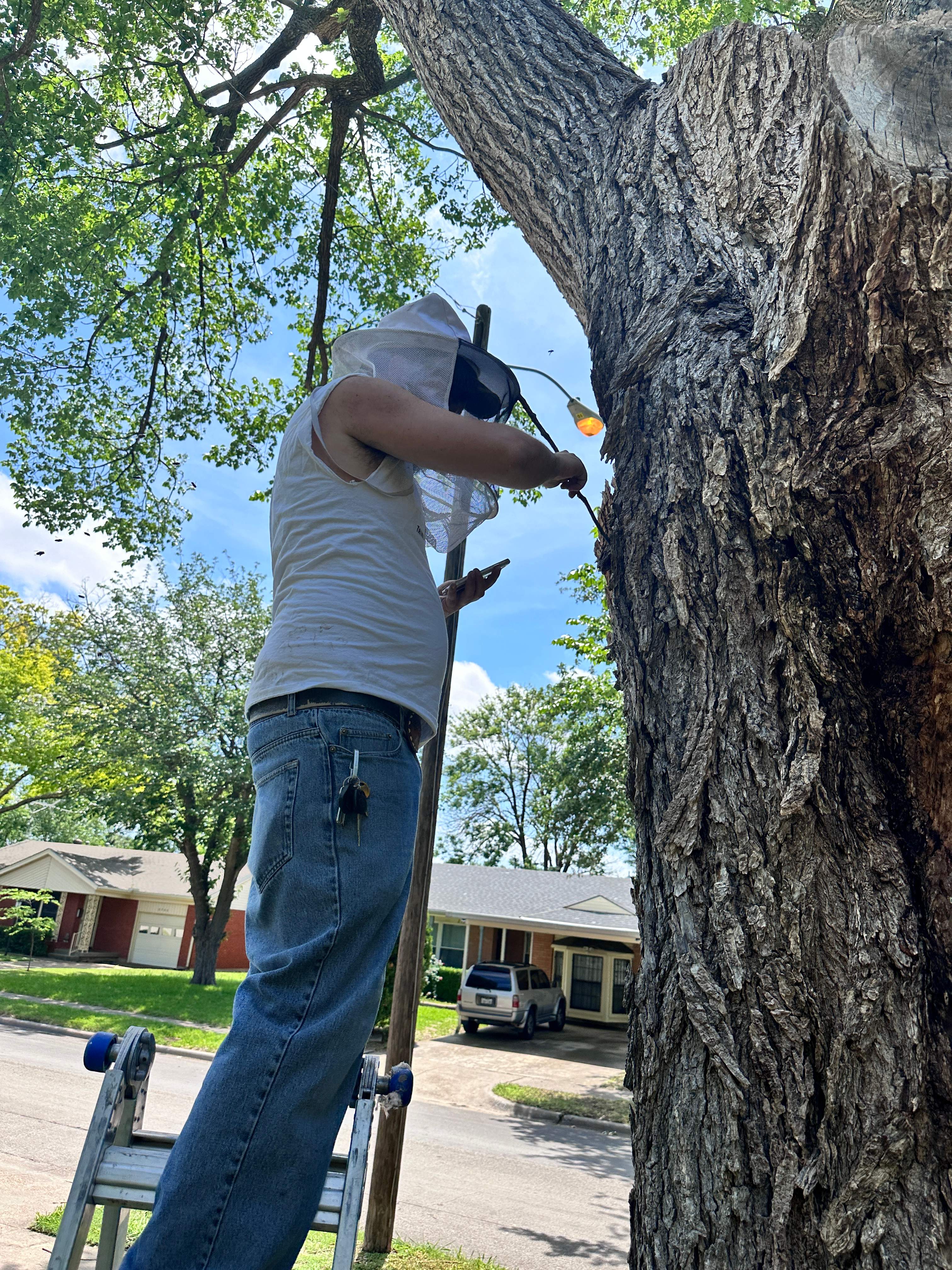 Tree Bees by Rockwall Honey Bee Company