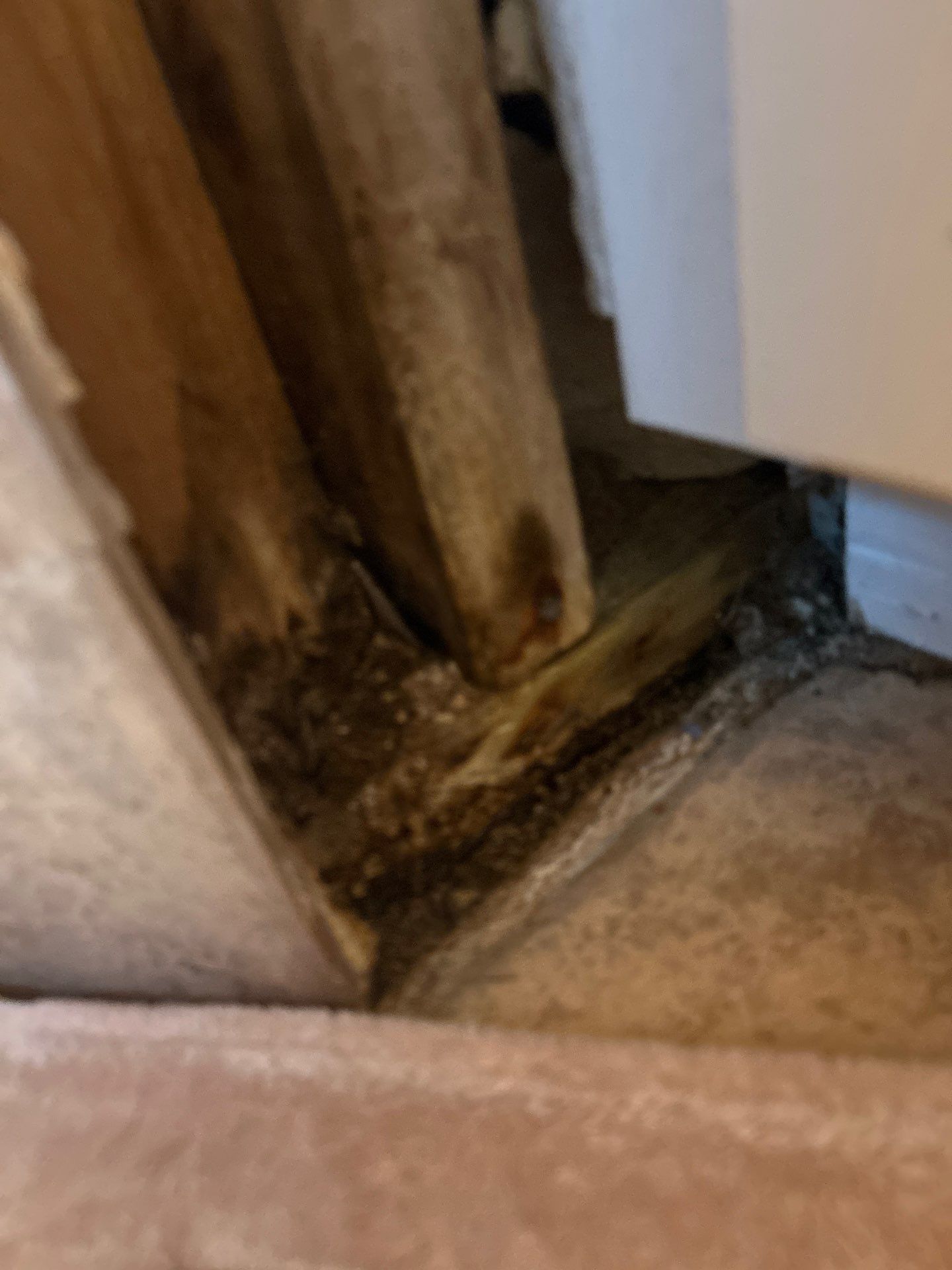 Black Mold Removal In Venice Florida by Ampm Restoration Services