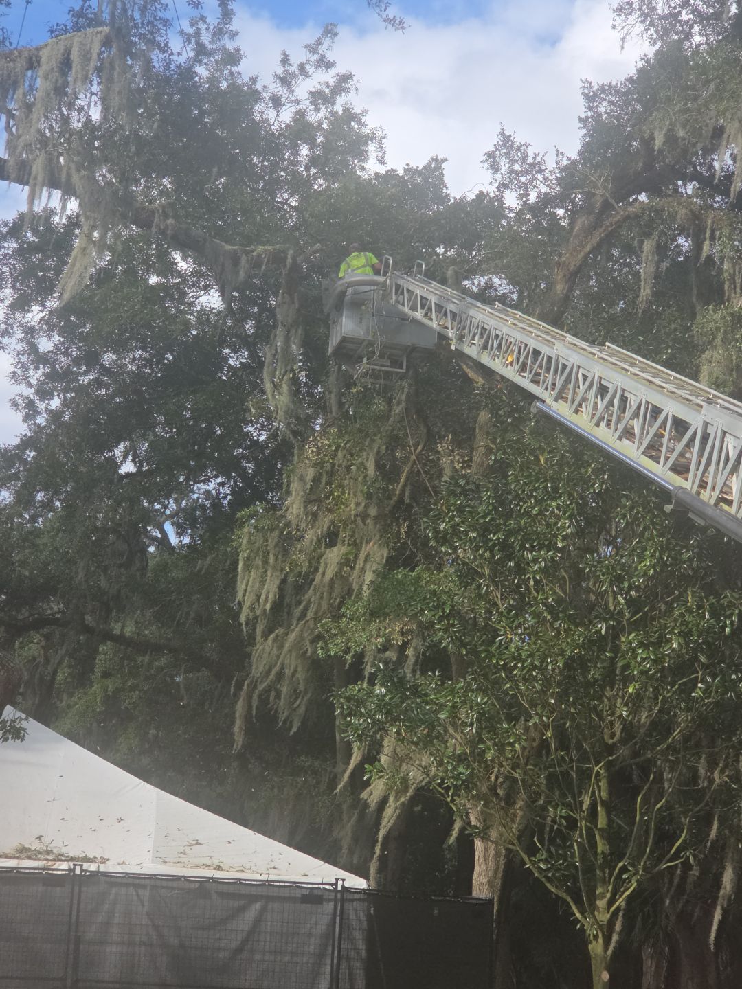 Episcopal | Large Tree Removal by ProGreen Services