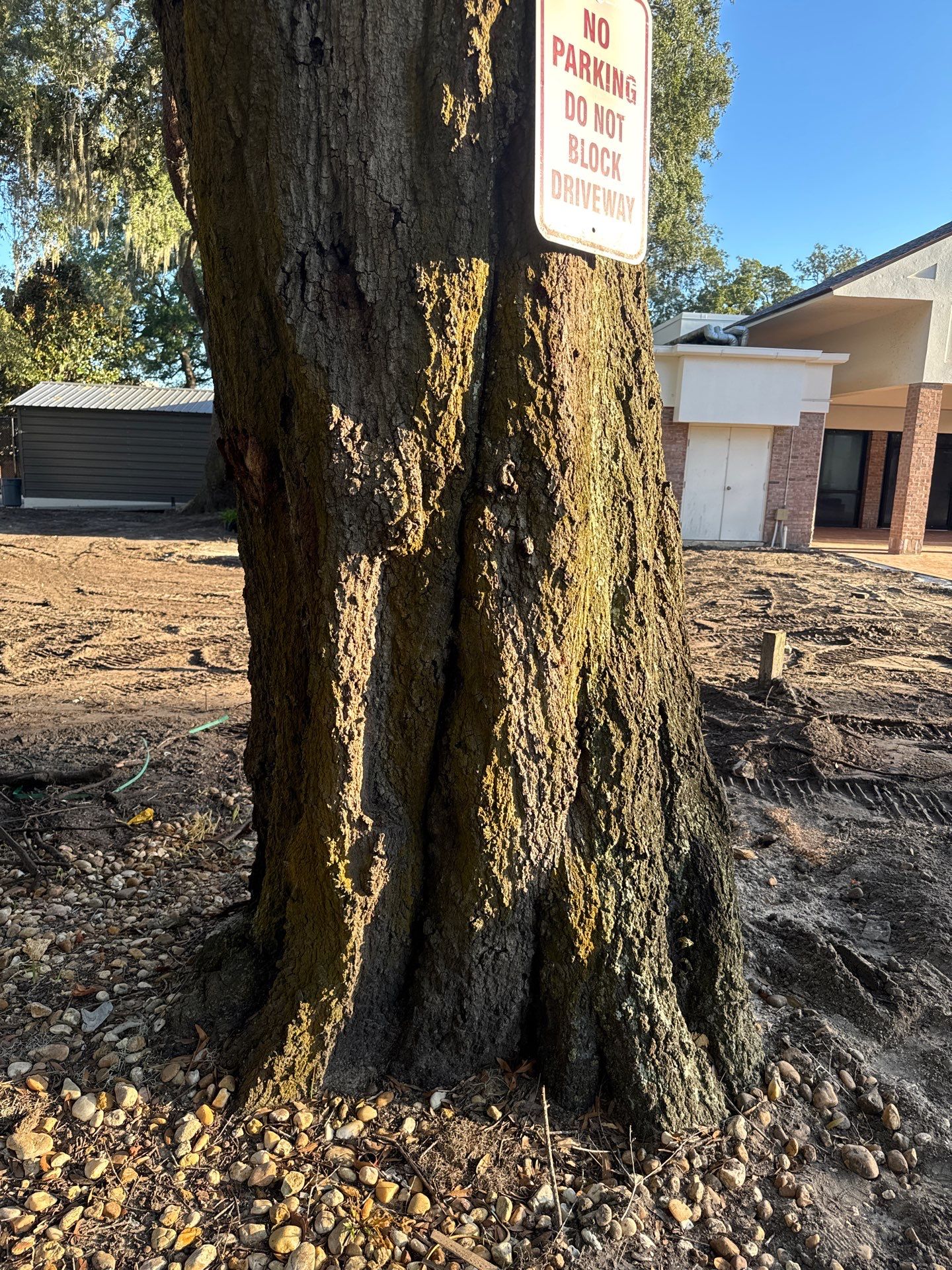 Welcome Center Tree Removal | Episcopal School of Jacksonville by ProGreen Services