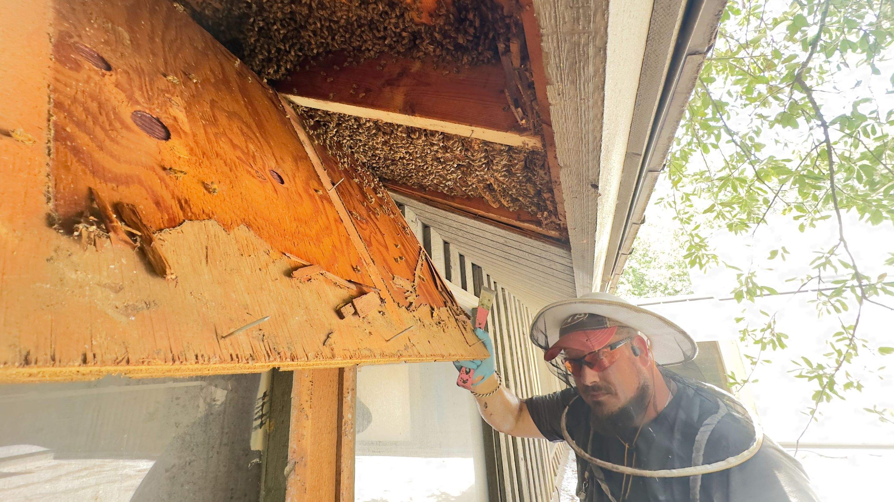 Old Faithful by Rockwall Honey Bee Company