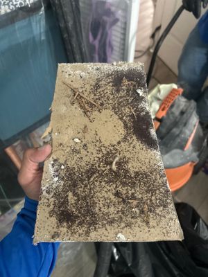 Water Damage & Mold Removal