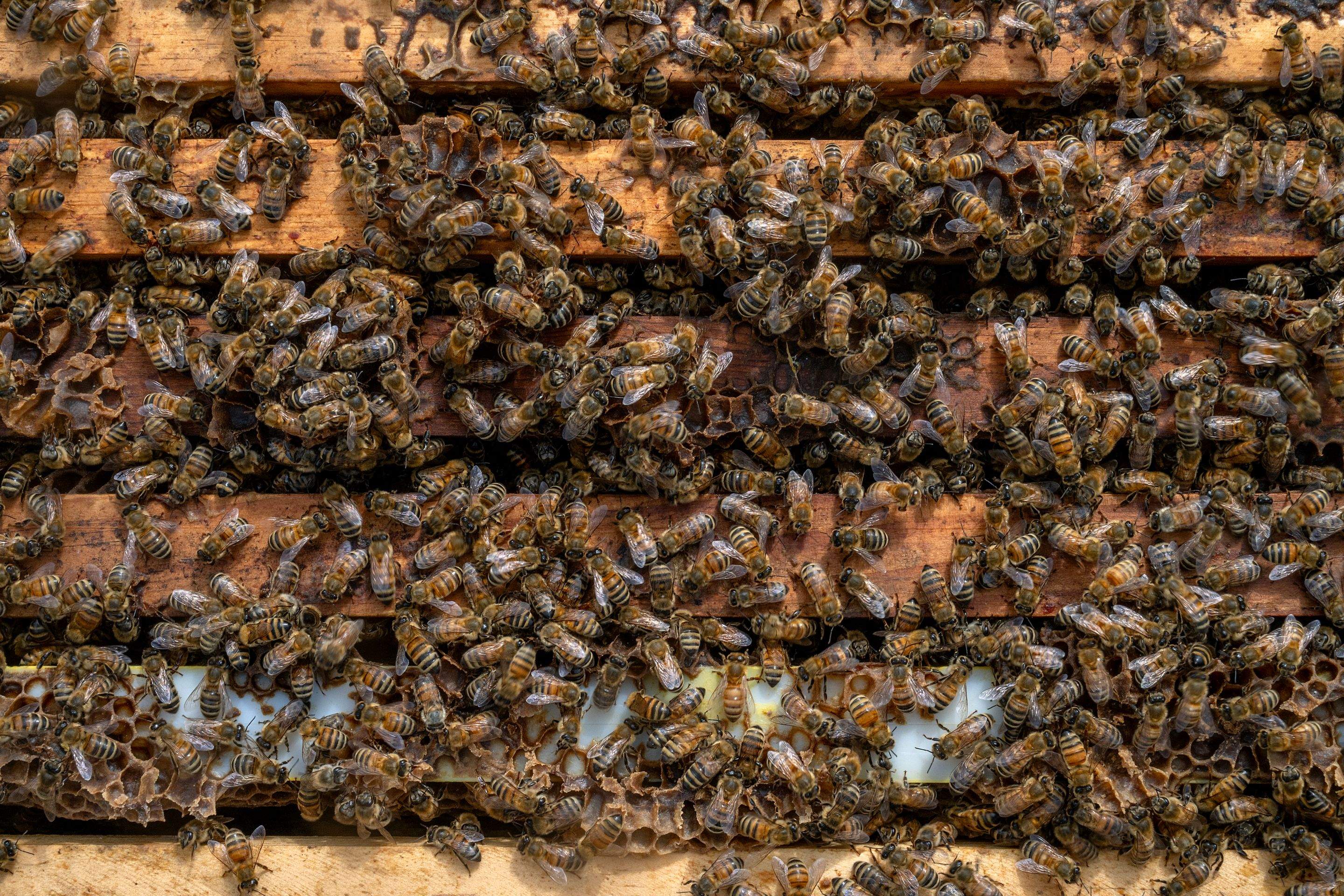 Splits in East Texas by Rockwall Honey Bee Company