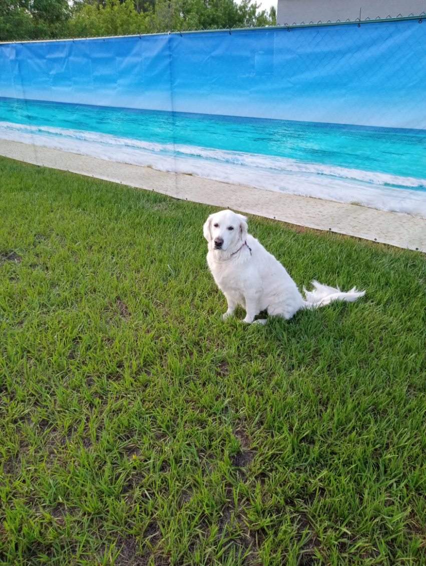 Chain Link Fence Installation with Custom Beach Privacy Screen in Port Charlotte by True Fence LLC
