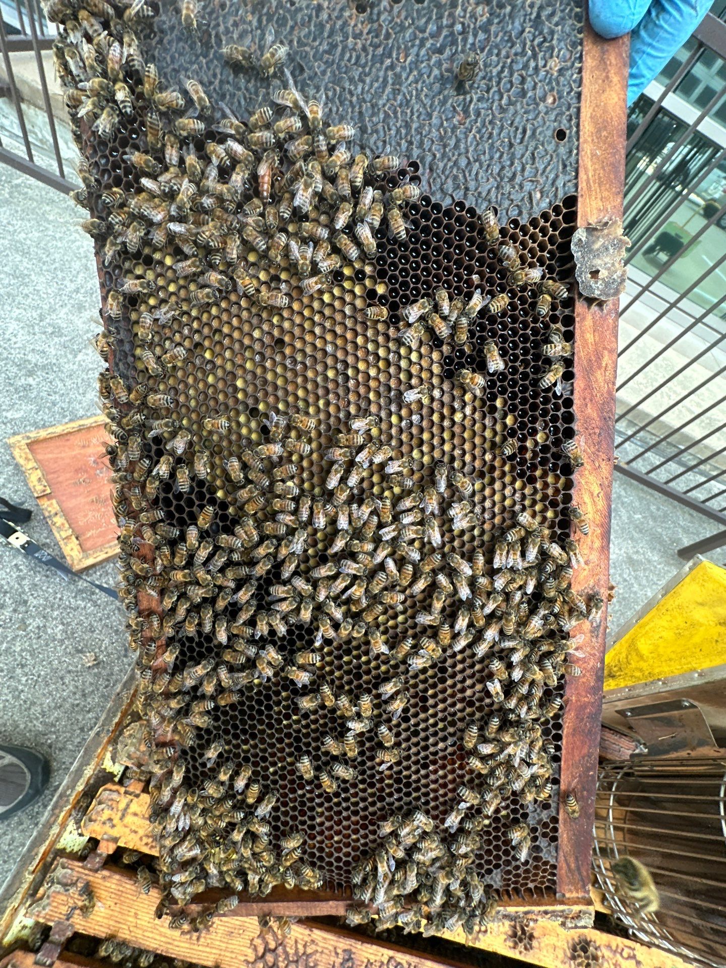 Urban bee hive in North Dallas by Rockwall Honey Bee Company