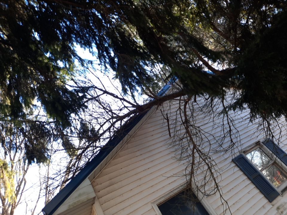Storm Damaged Tree Removal  using Tree Removal by Mike Jones & Sons Tree Service LLC 