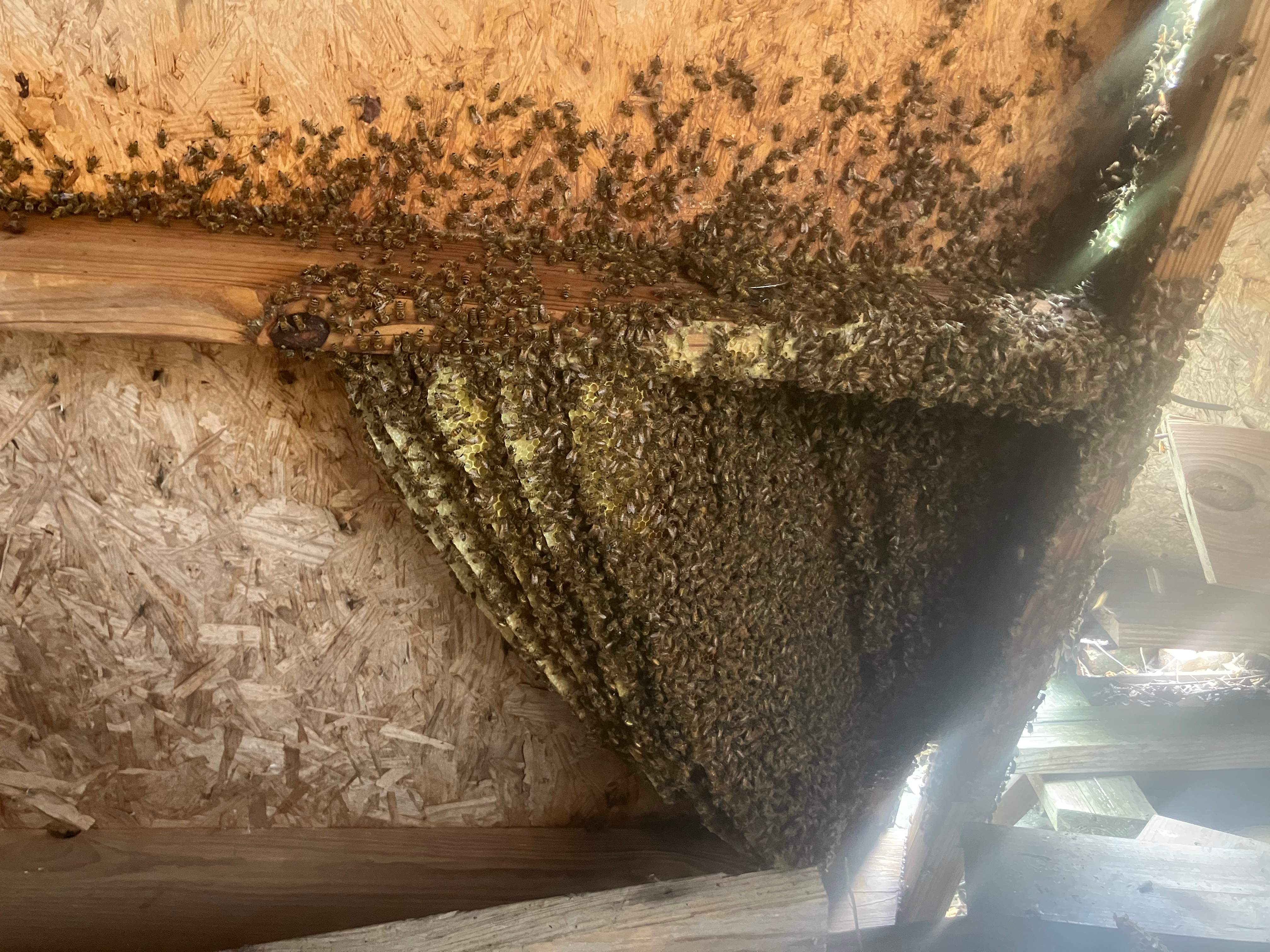 Open Air Garage Beesli by Rockwall Honey Bee Company