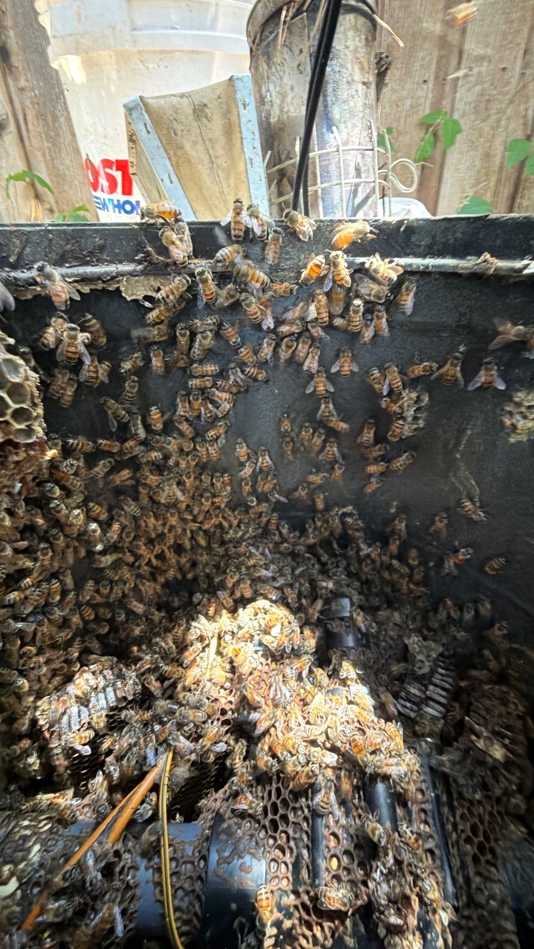 Mossy Mystery Bees by Rockwall Honey Bee Company