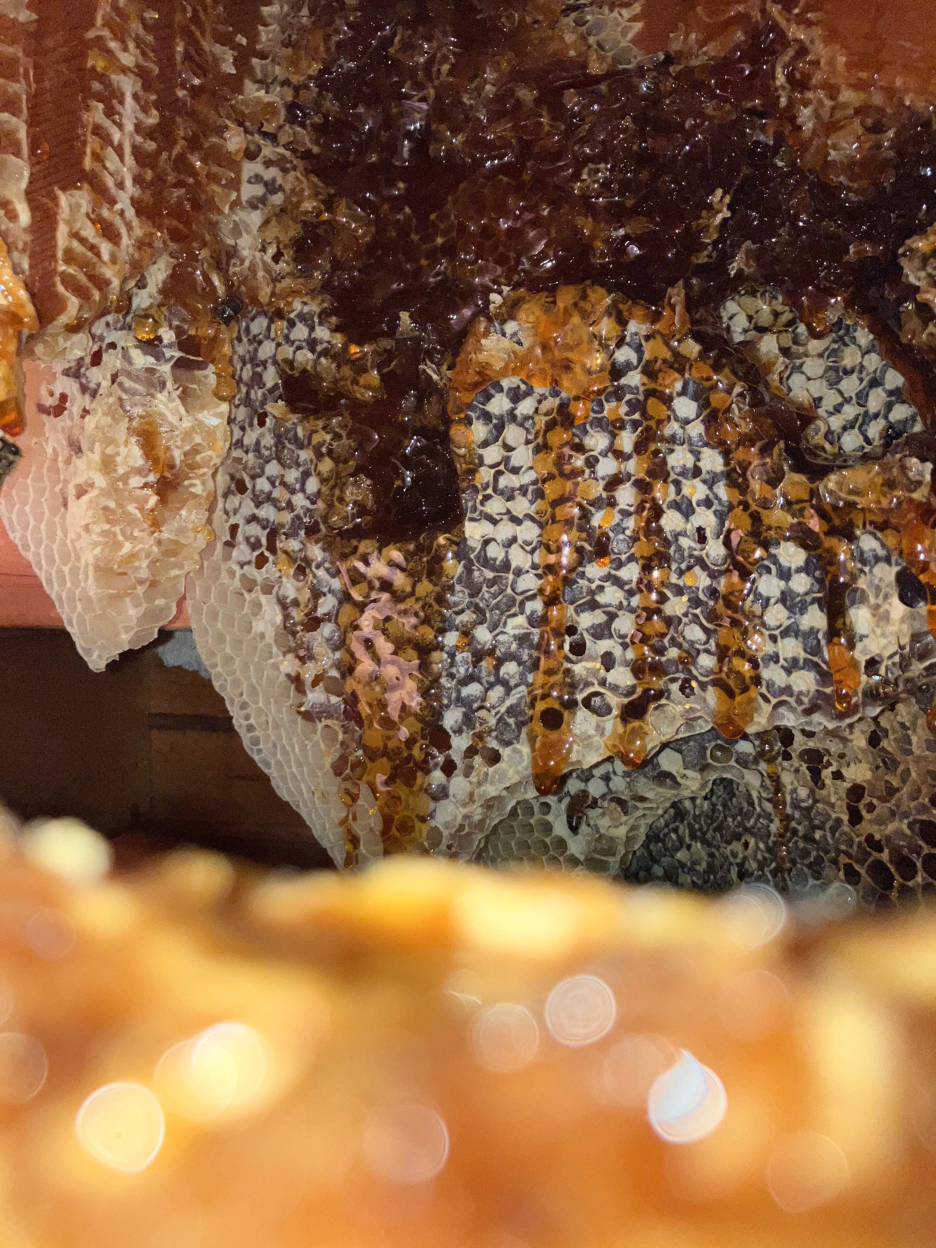 Dripping Deadout by Rockwall Honey Bee Company