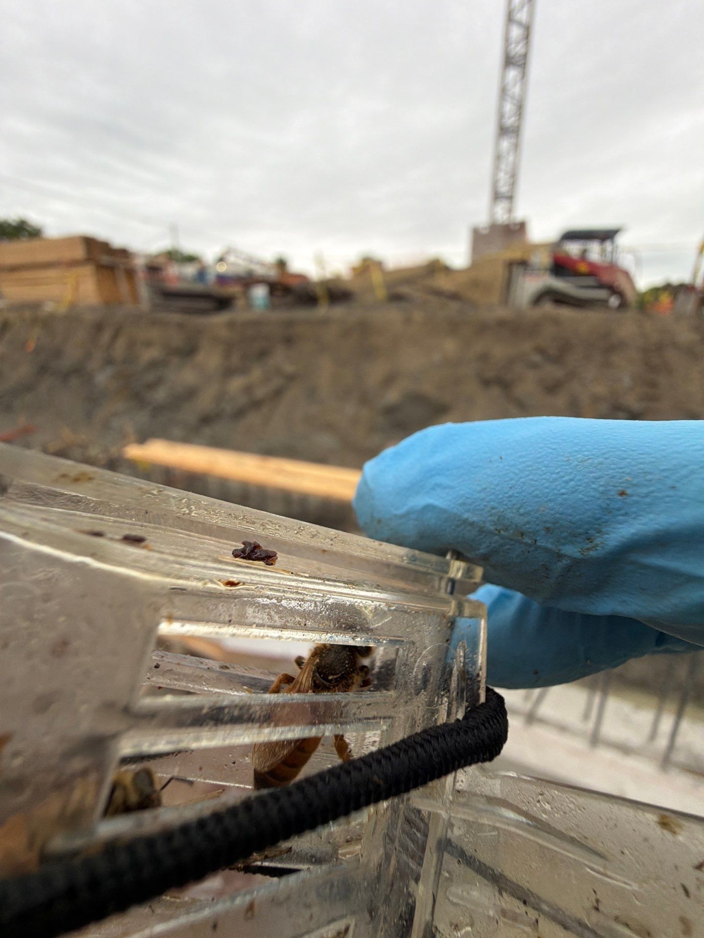 Rockwall Swarm: Downtown Construction Site by Rockwall Honey Bee Company