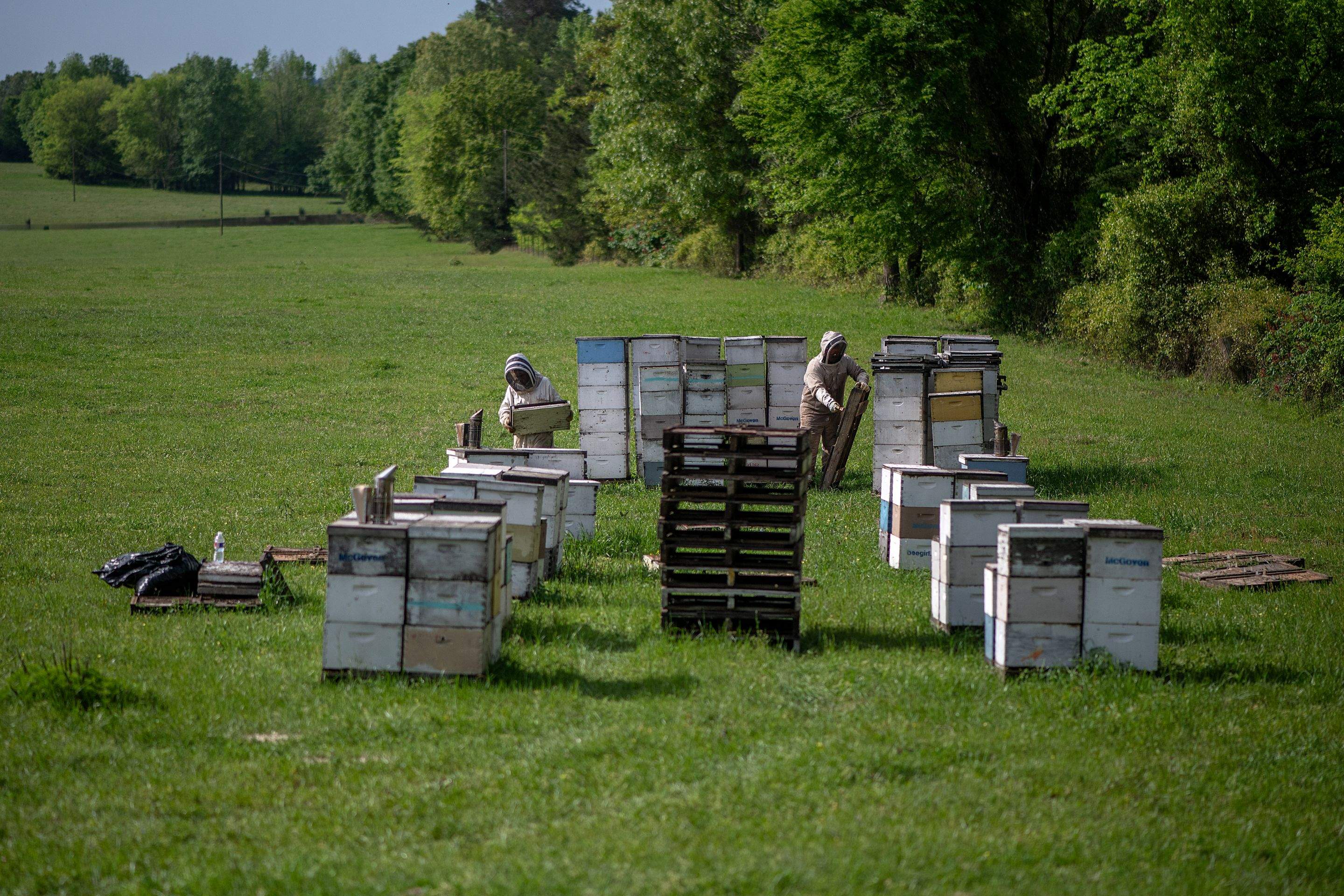 Splits in East Texas by Rockwall Honey Bee Company