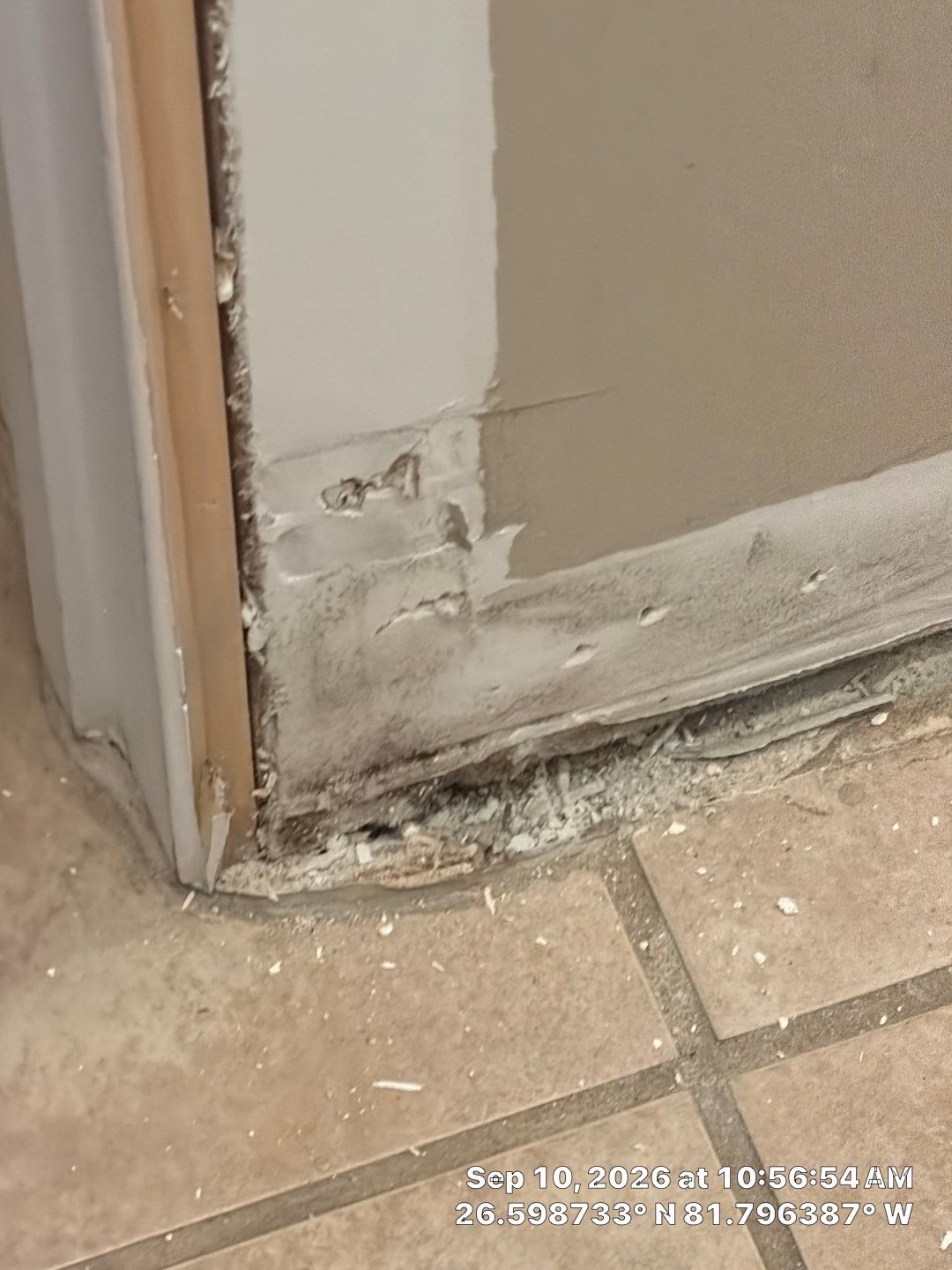 Fort Myers Water Damage Restoration and Professional Mold Remediation by Microscope
