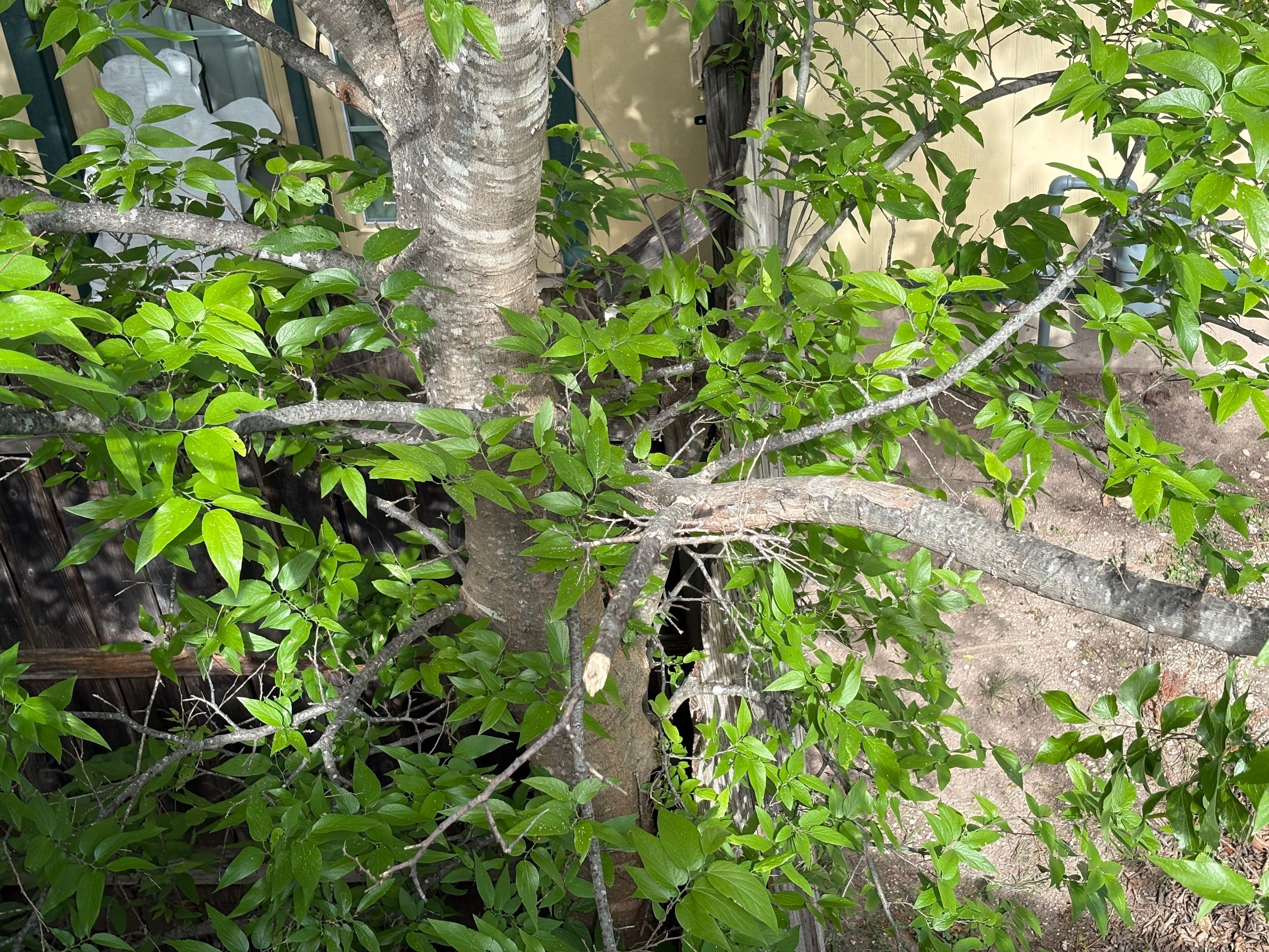 Roof Leak Repair & Tree Trimming in Pflugerville, TX by Kstylez Roofing & Construction