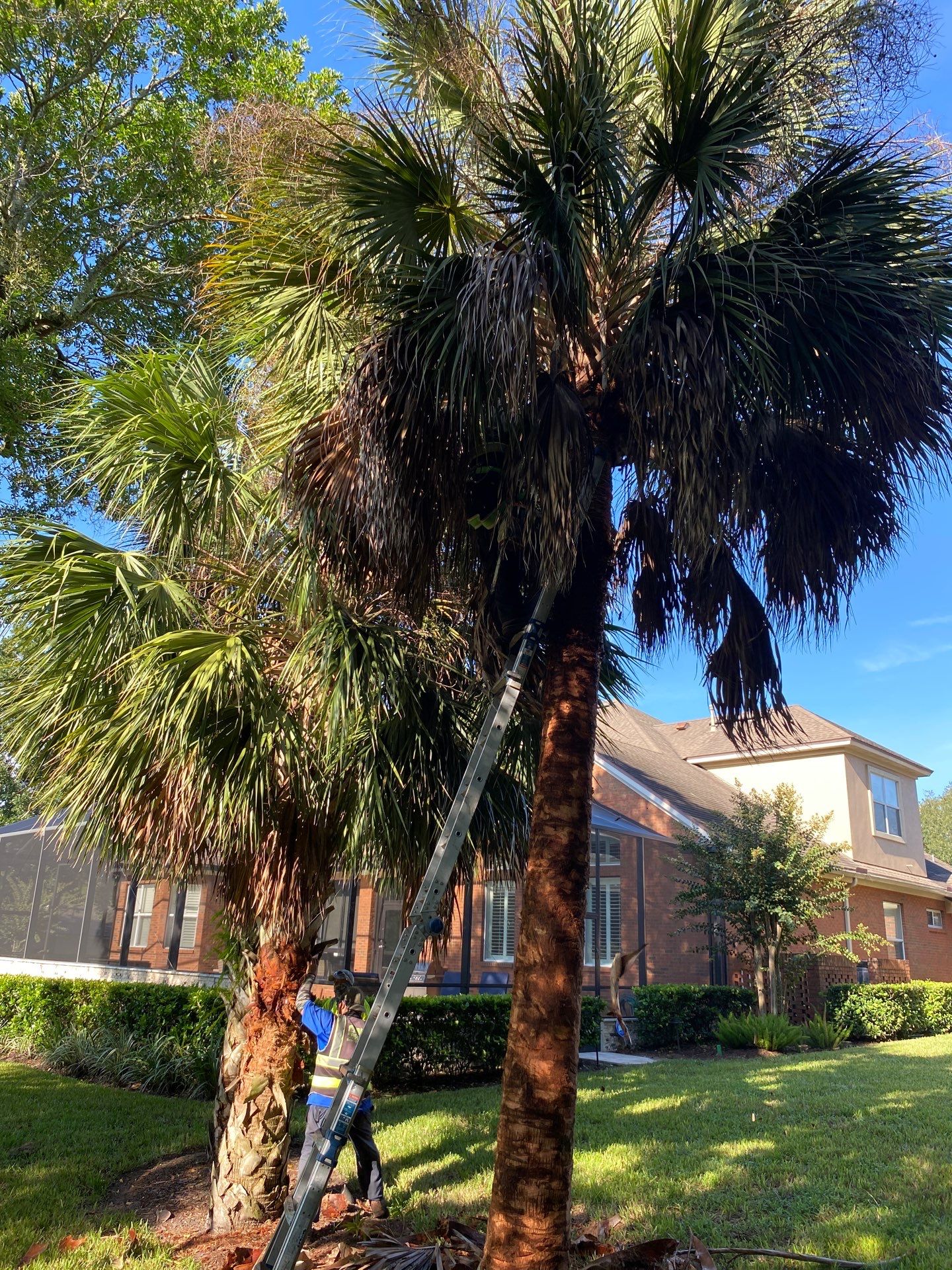 Deerwood Residence | Palm Tree Trimming by ProGreen Services