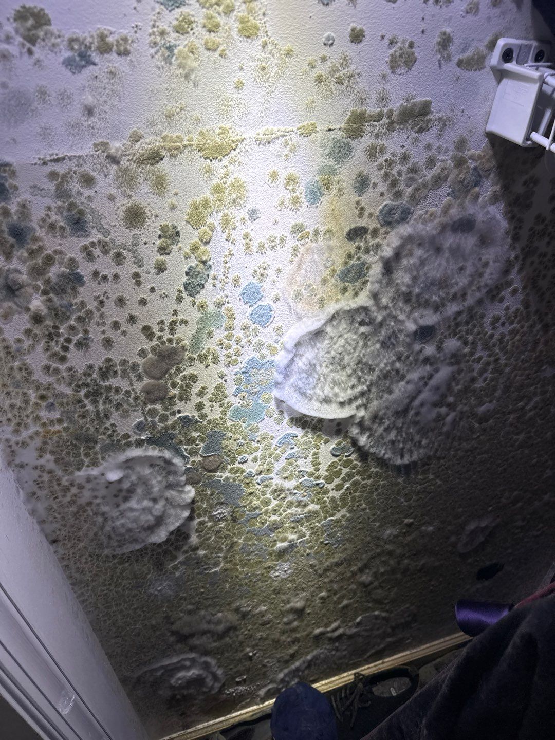 Water Damage& Mold Remediation Project-Dover, DE. by Healthy Home Solutions